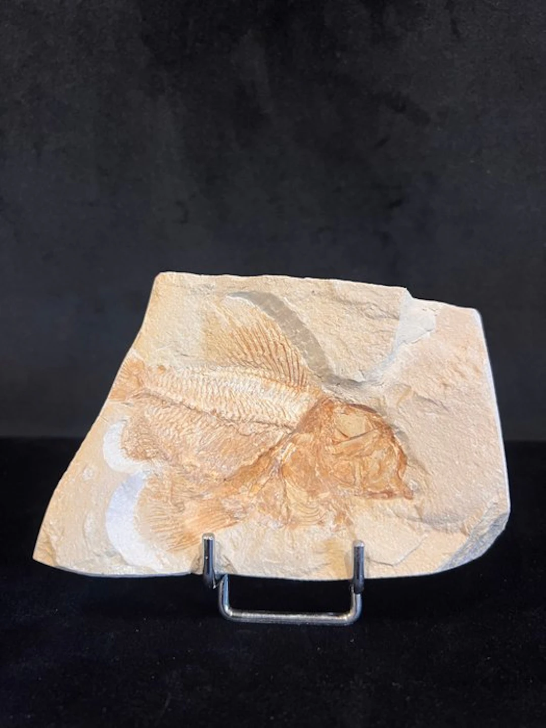 fossil fish - Fossil skeleton - Ctenothrissa - 8 cm - 11 cm