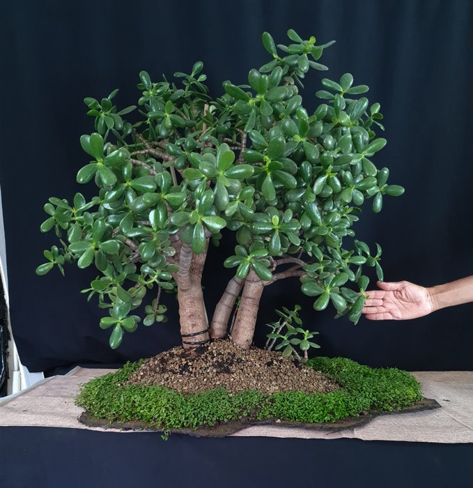 ficus retusa bonsai cura 51 Year Ficus Retusa Specimen Curved Trunk Bonsai Tree main image 0