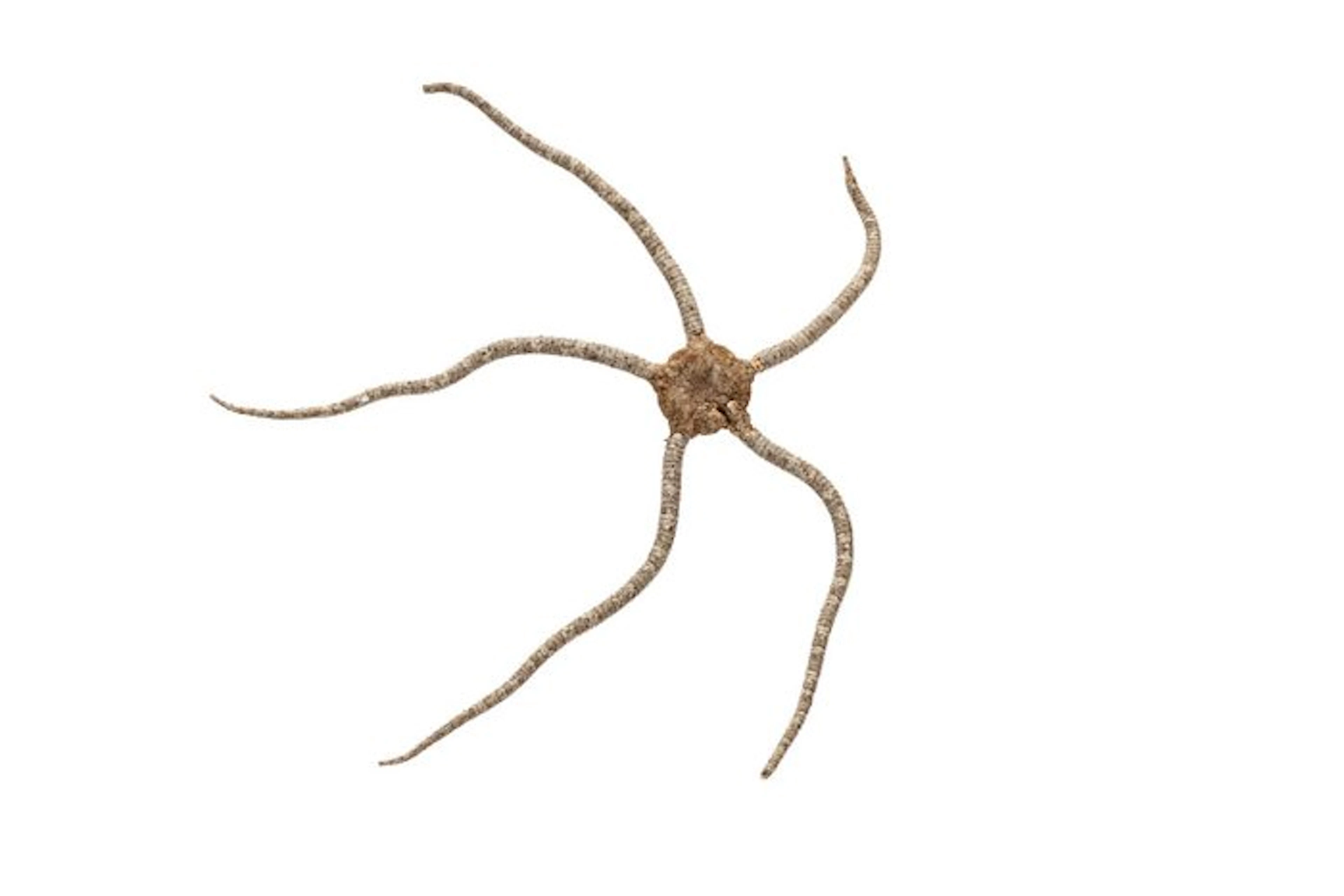 Fascinating snake sea star (16 cm) – perfectly prepared...