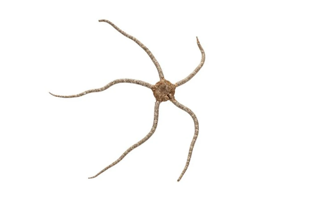 Fascinating snake sea star (16 cm) – perfectly prepared...