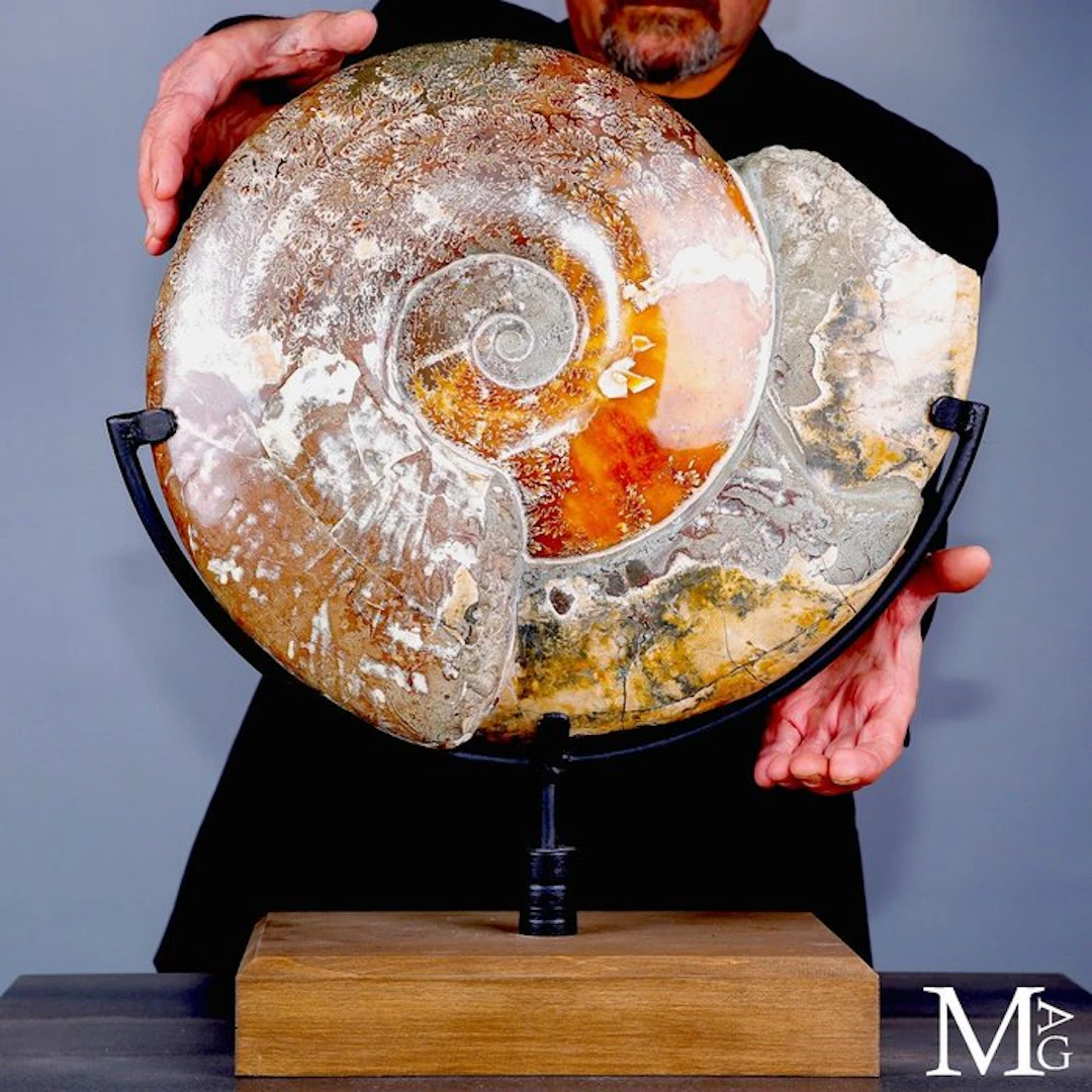 Massive Cleoniceras Ammonite Fossil Impressive Fossil...