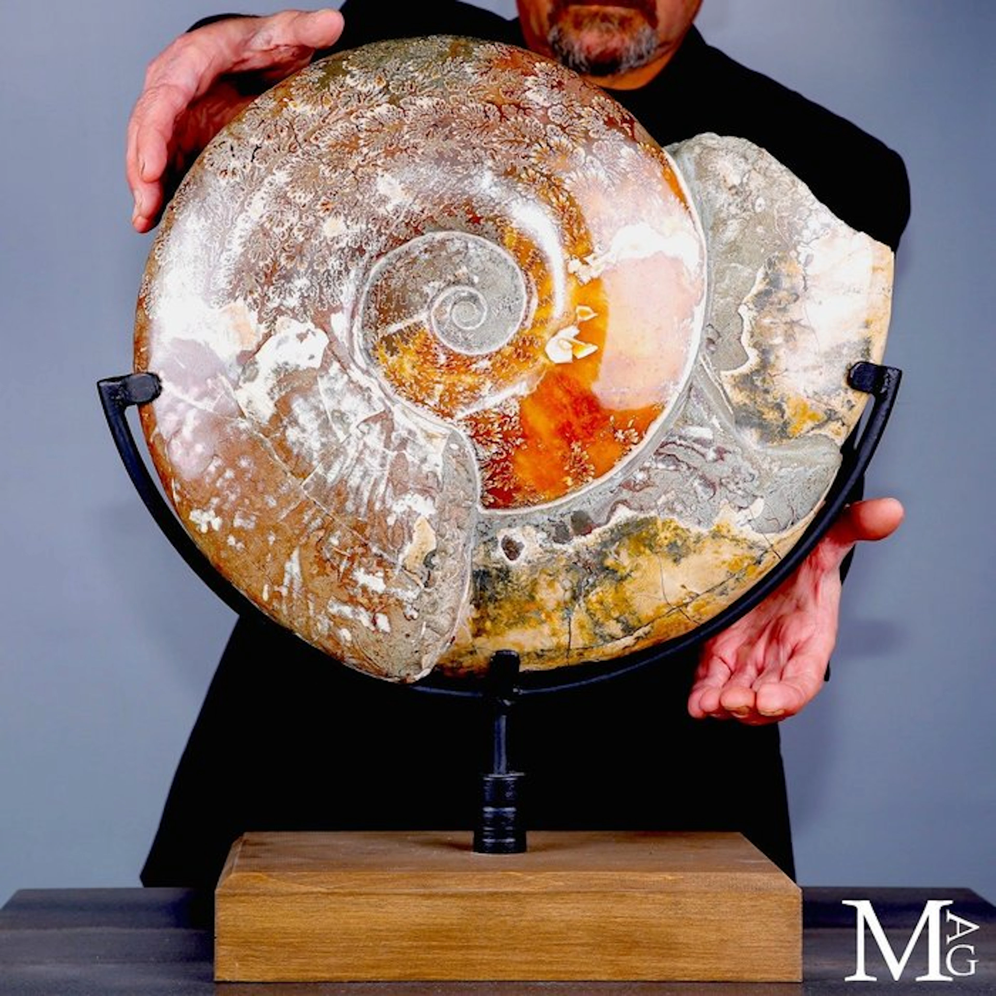 Massive Cleoniceras Ammonite Fossil Impressive Fossil...