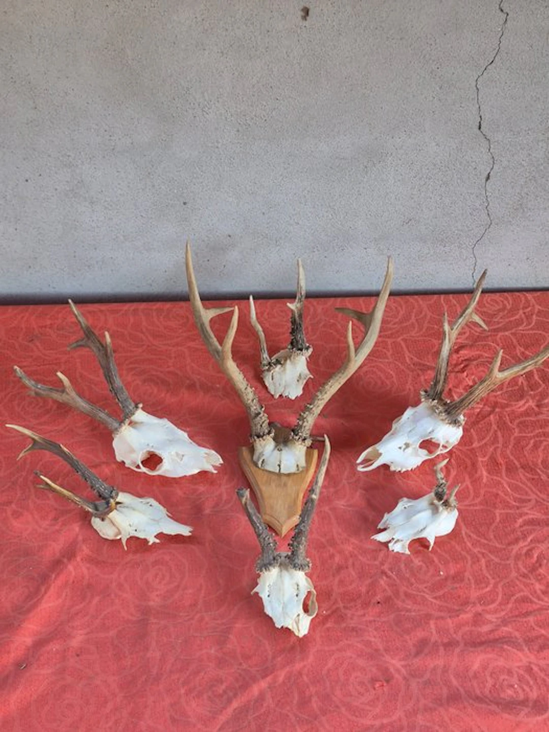 European roe deer - Siberian roe deer Taxidermy wall...