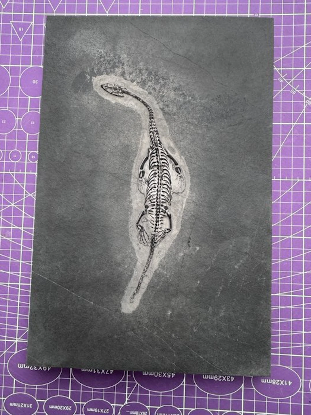 Fossil reptile: Keichousaurus - a rare testimony from the...