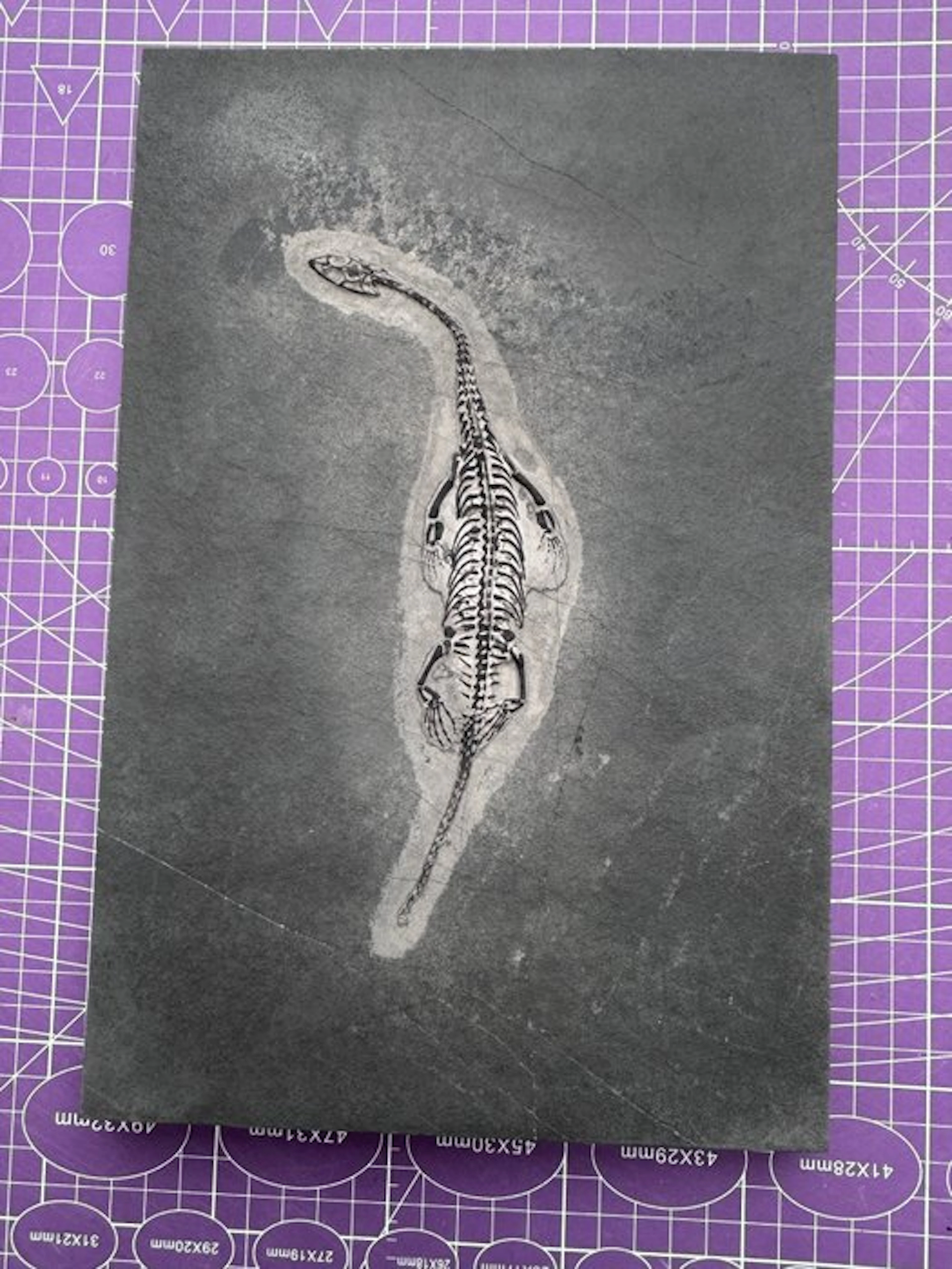 Fossil reptile: Keichousaurus - a rare testimony from the...