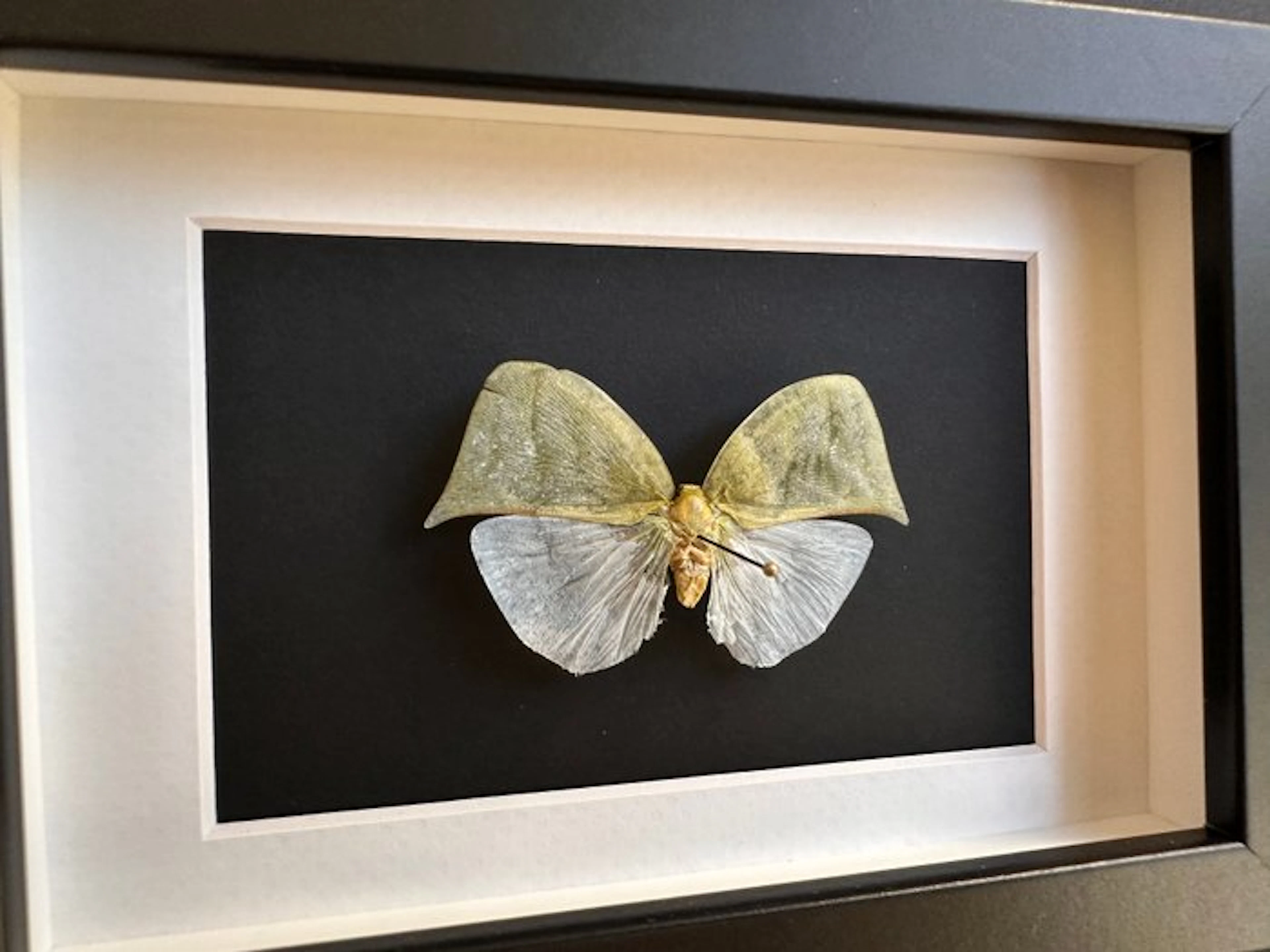 Butterfly Taxidermy full body mount - Colobesthes falcata...
