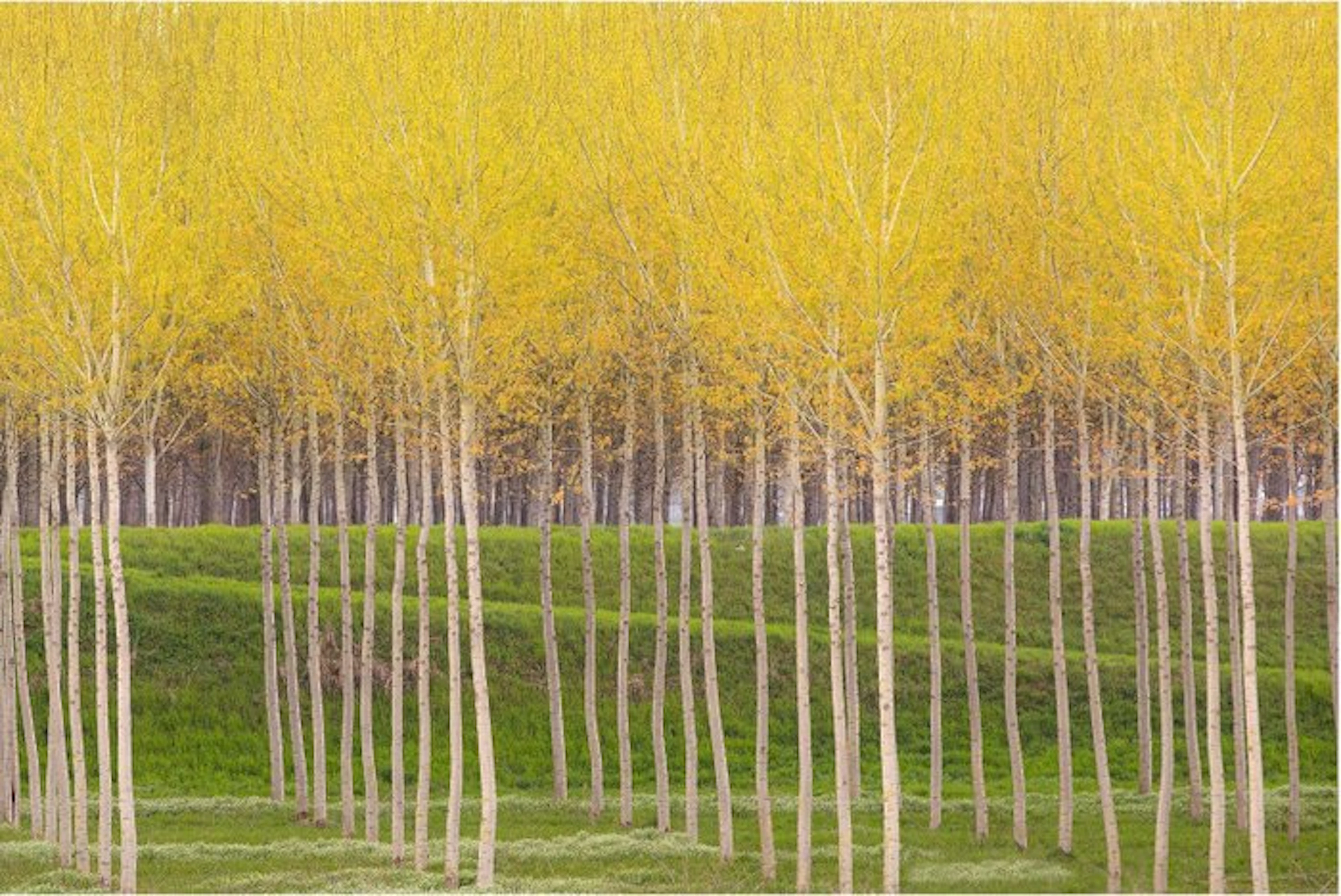 Sergio Sberna - Terre basse