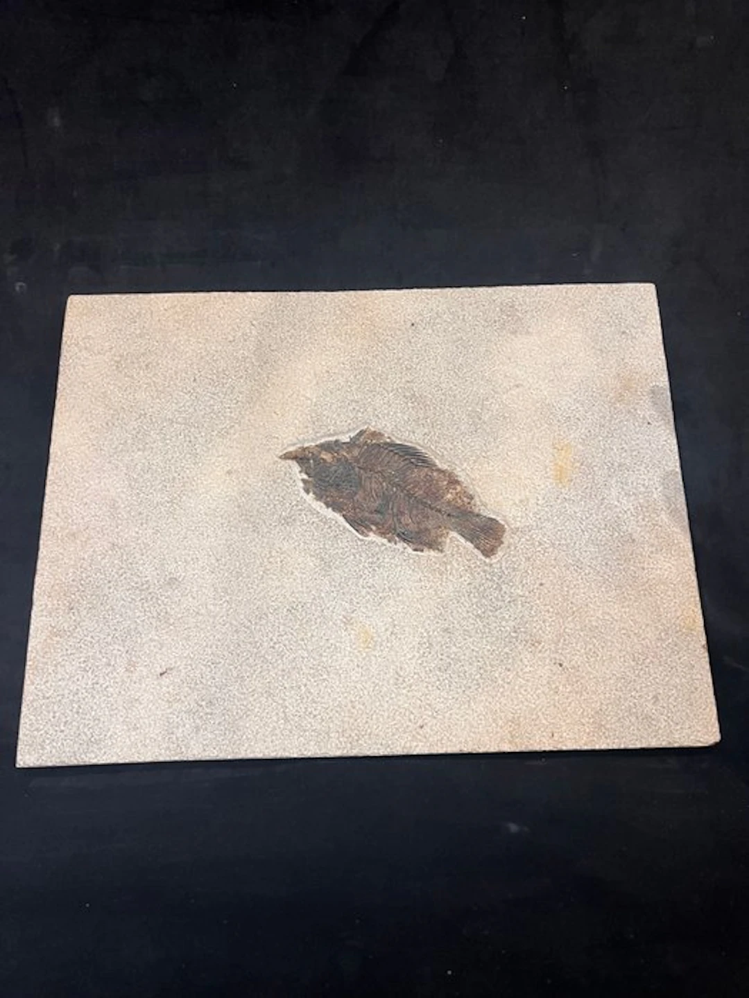 Fish - Fossil skeleton - Priscacara - 29 cm - 38 cm (No reserve price)