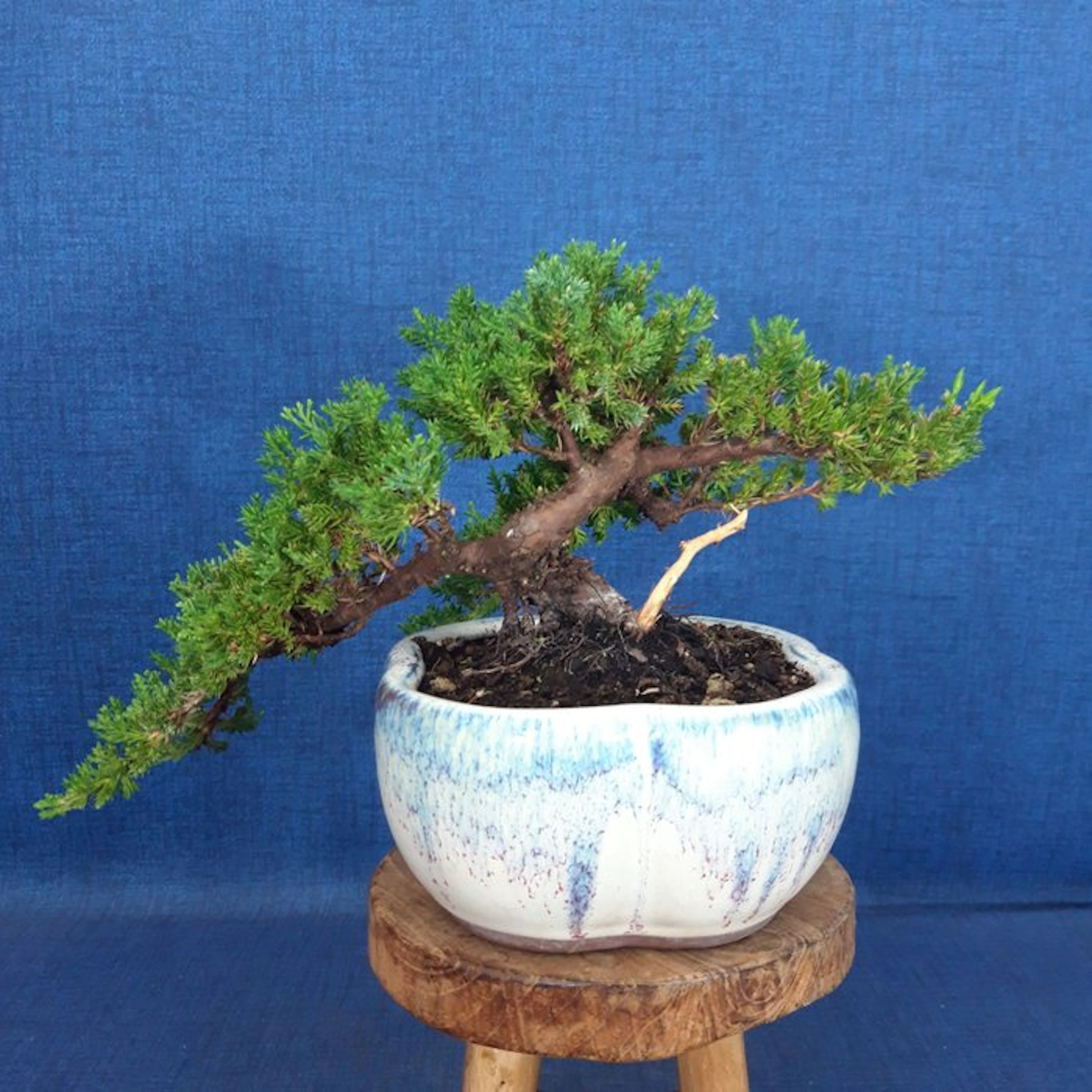 Juniper bonsai (Juniperus) - Height (Tree): 13 cm - Depth (Tree): 32 cm - Spain