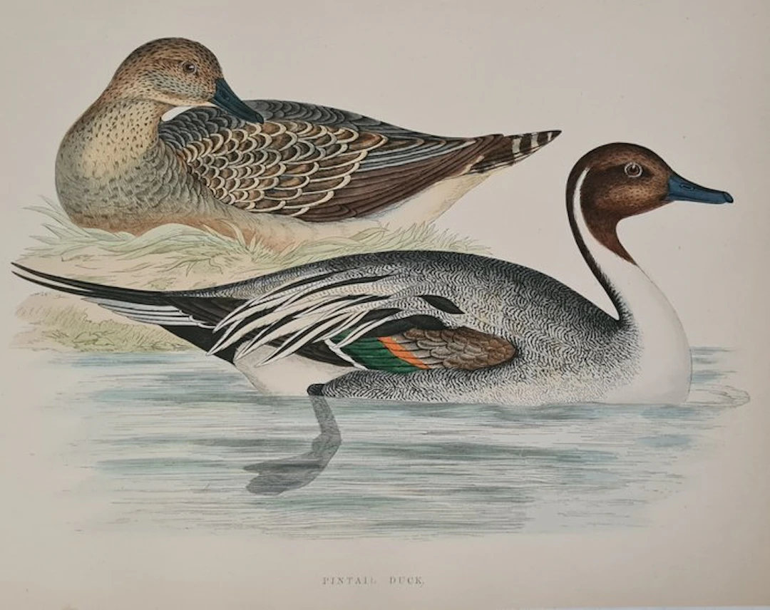 F O Morris
