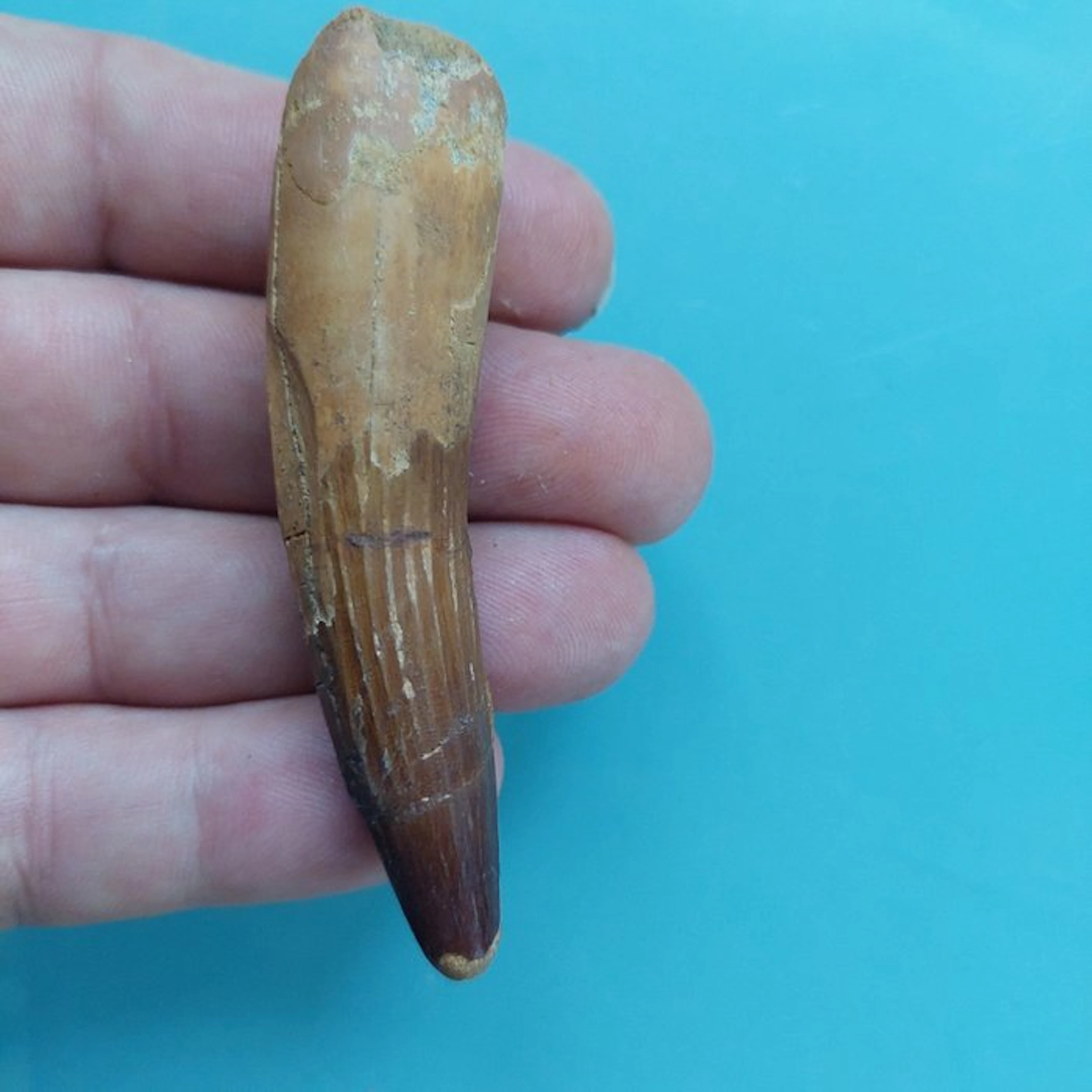 Spinosaur - Fossil tooth - 78 mm - 20 mm