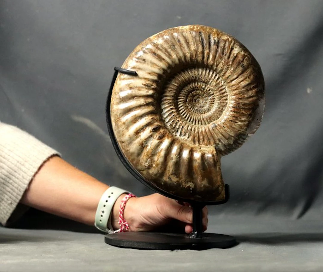 Large size ammonite - On elegant custom made steel stand...