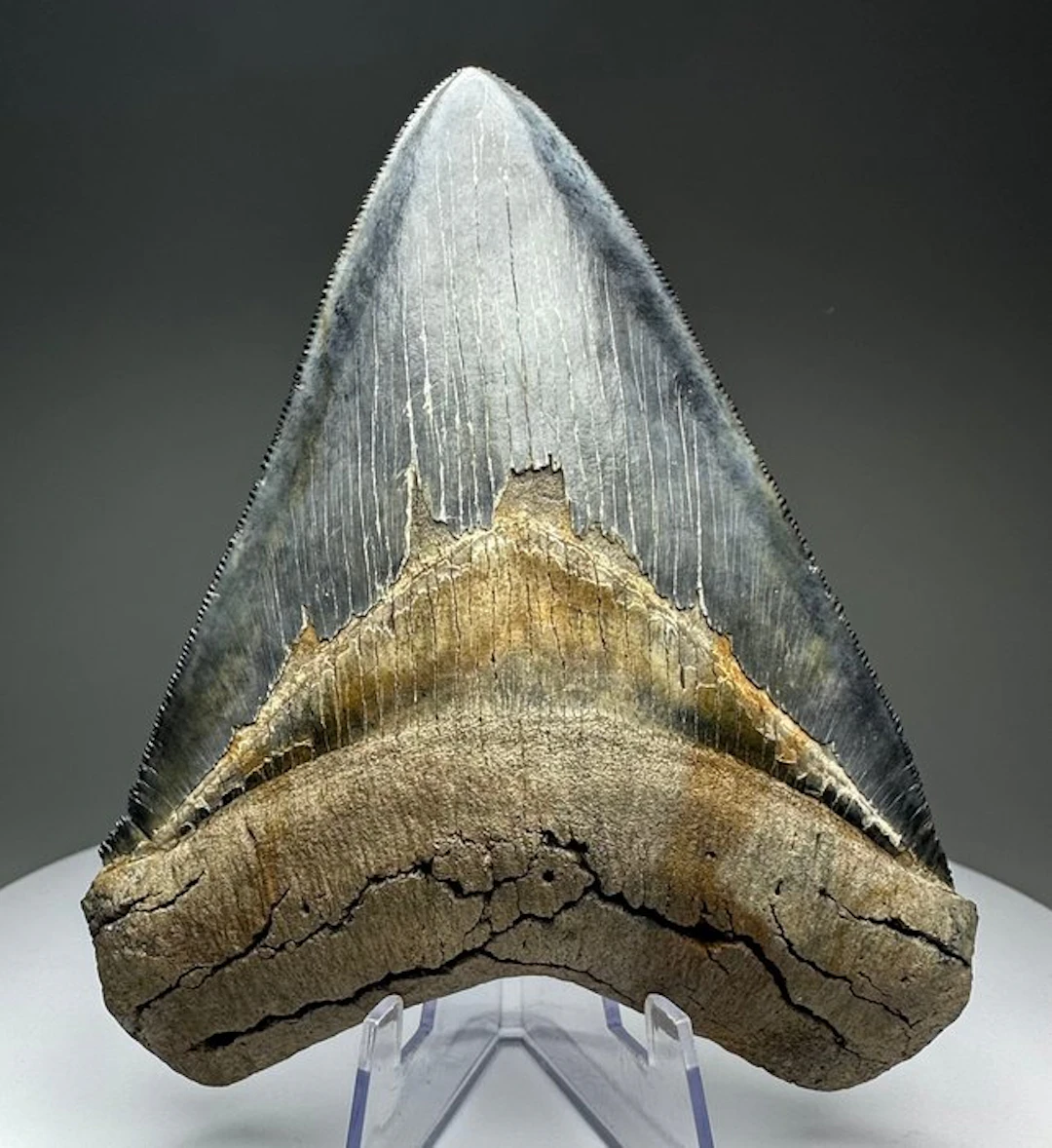 Megalodon - Fossil tooth - 12 cm - 9.5 cm