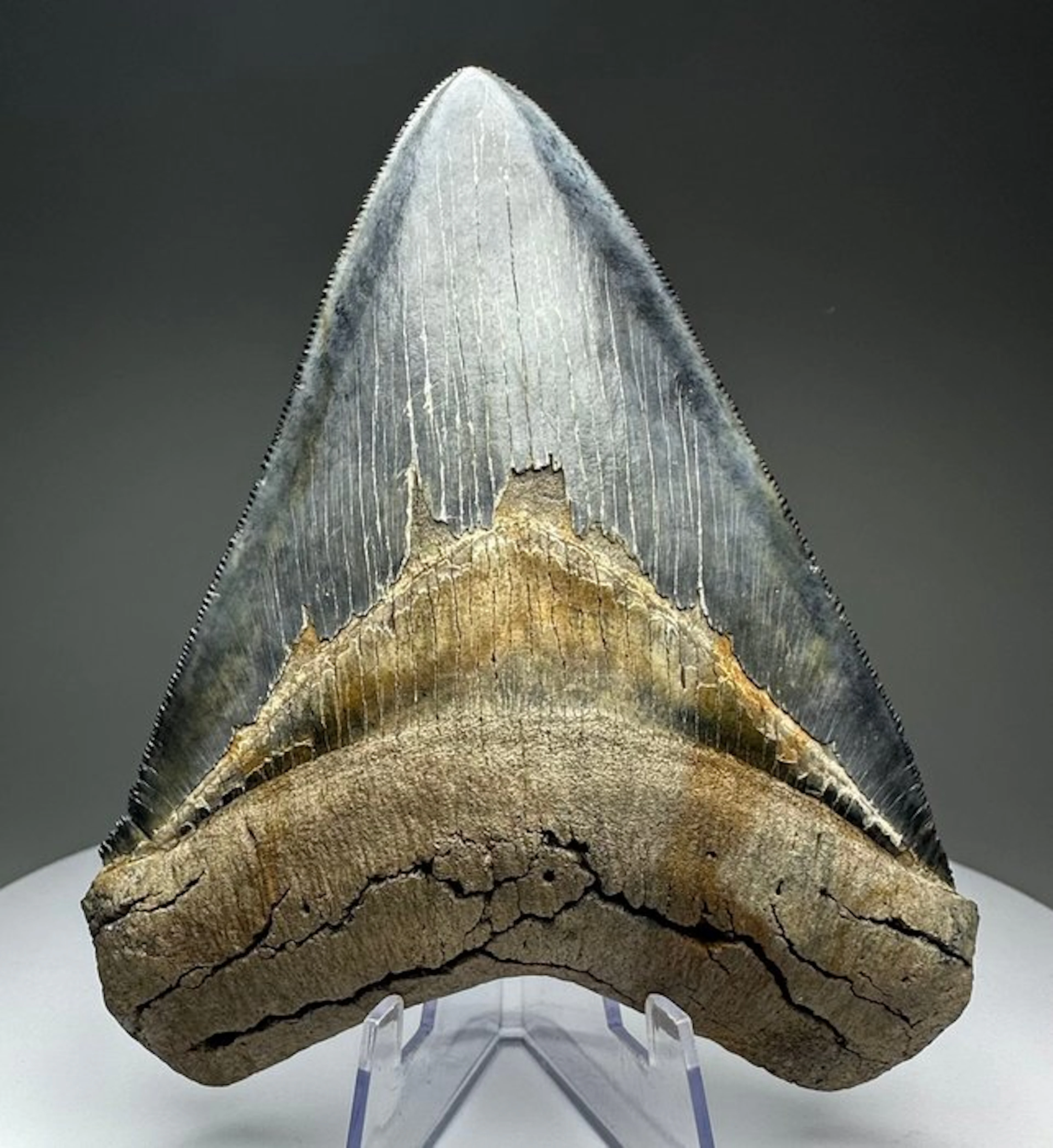 Megalodon - Fossil tooth - 12 cm - 9.5 cm