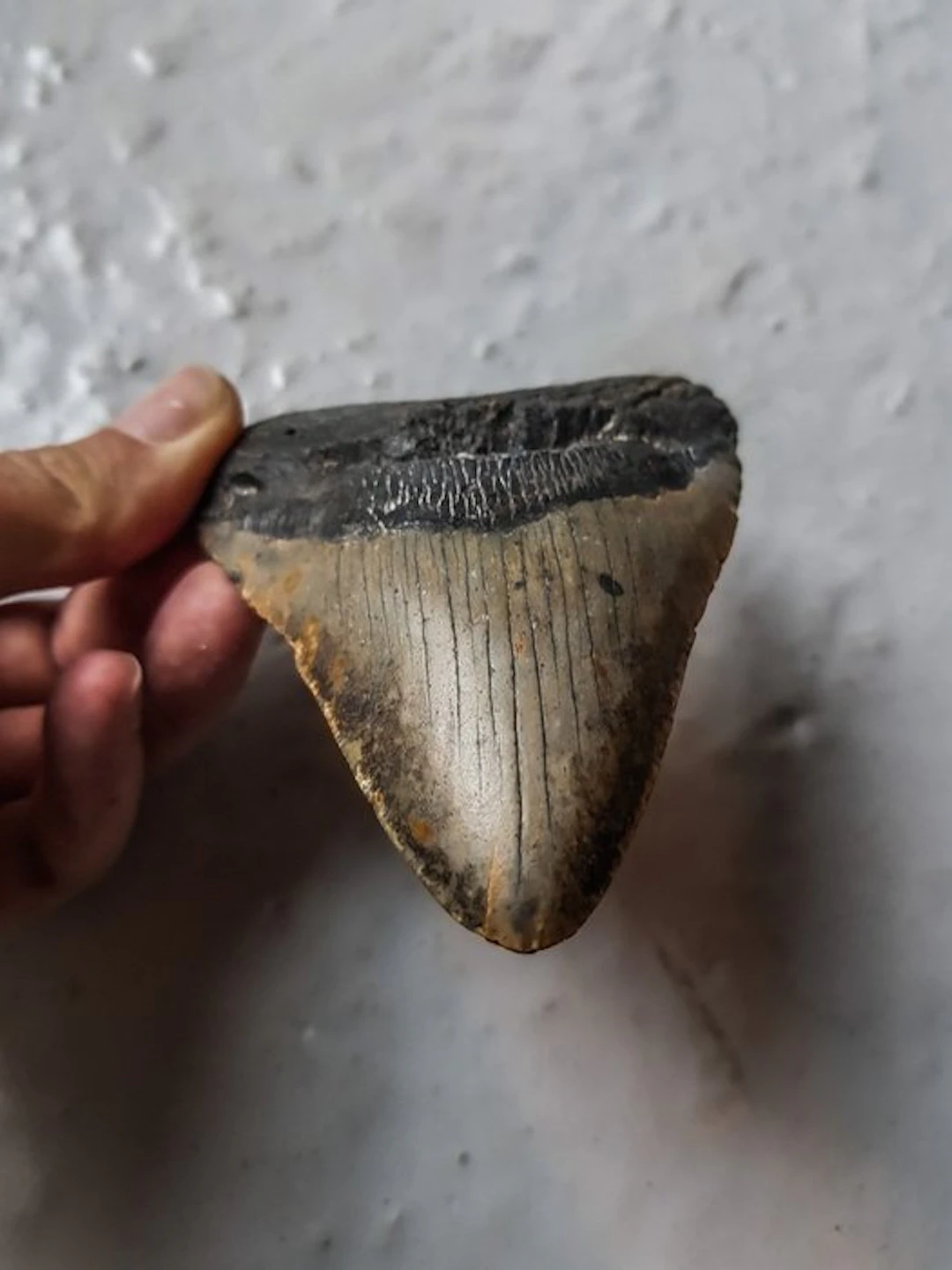 Megalodon - Fossil tooth - 11.6 cm - 8.9 cm