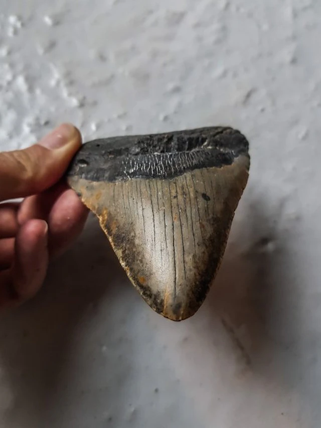 Megalodon - Fossil tooth - 11.6 cm - 8.9 cm