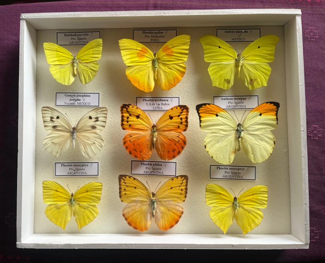 Butterfly Taxidermy full body mount - Pieridae - 30 cm - 25 cm - 5 cm