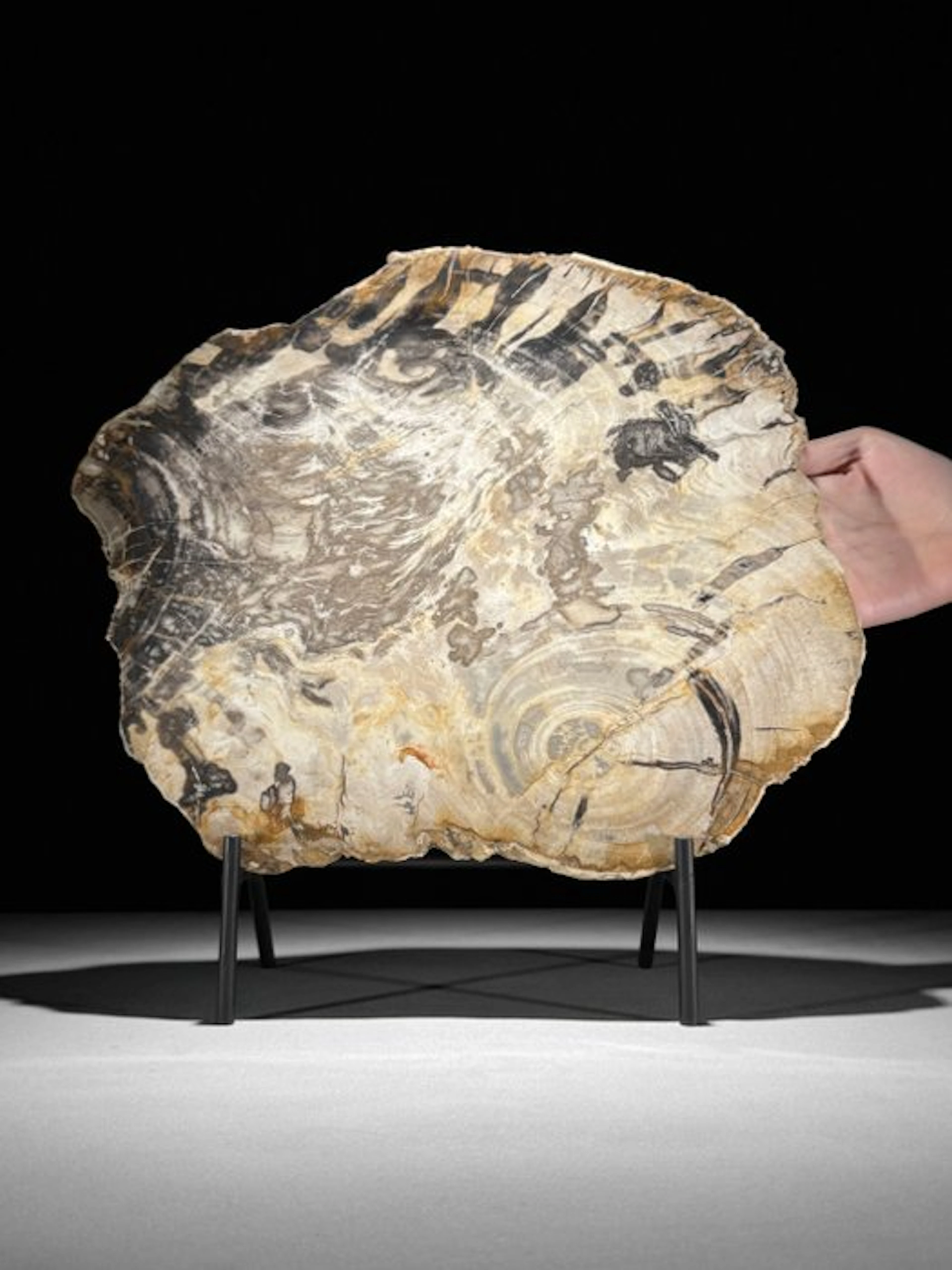 C - Stunning Slice of Petrified Wood on a custom stand...