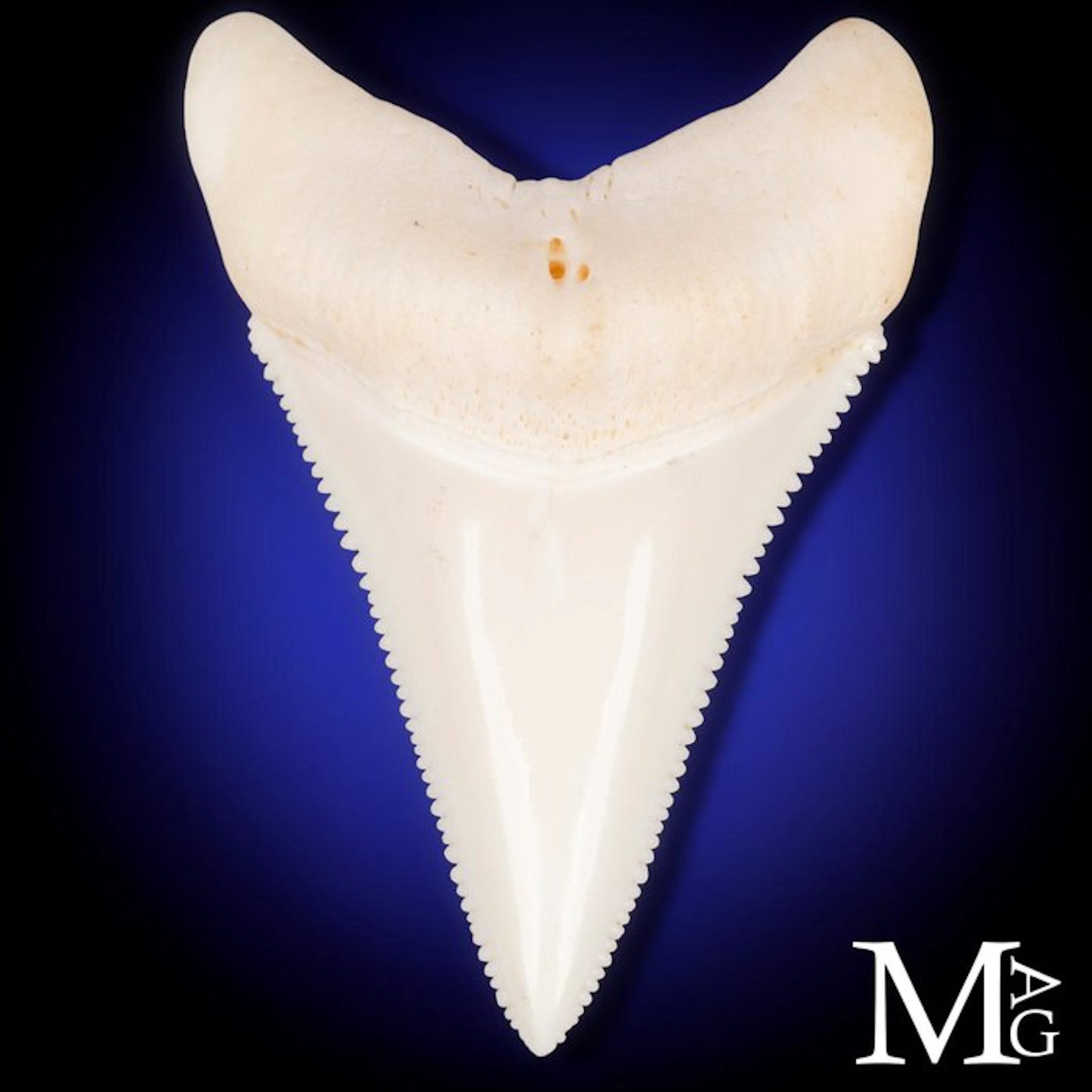Great White Shark Upper Central Tooth with Symmetrical...
