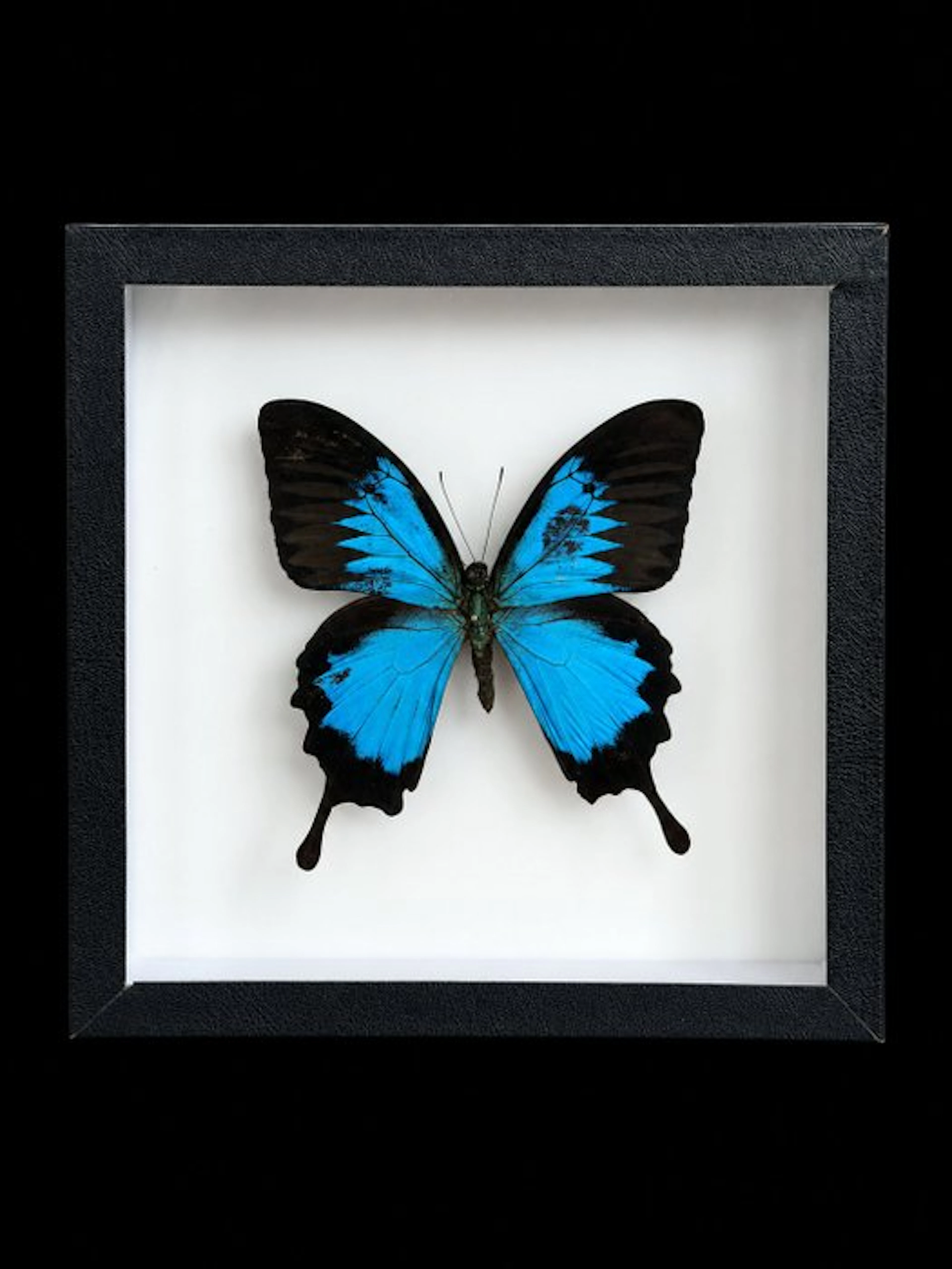 Butterfly Taxidermy full body mount - Papilio Ulysses...