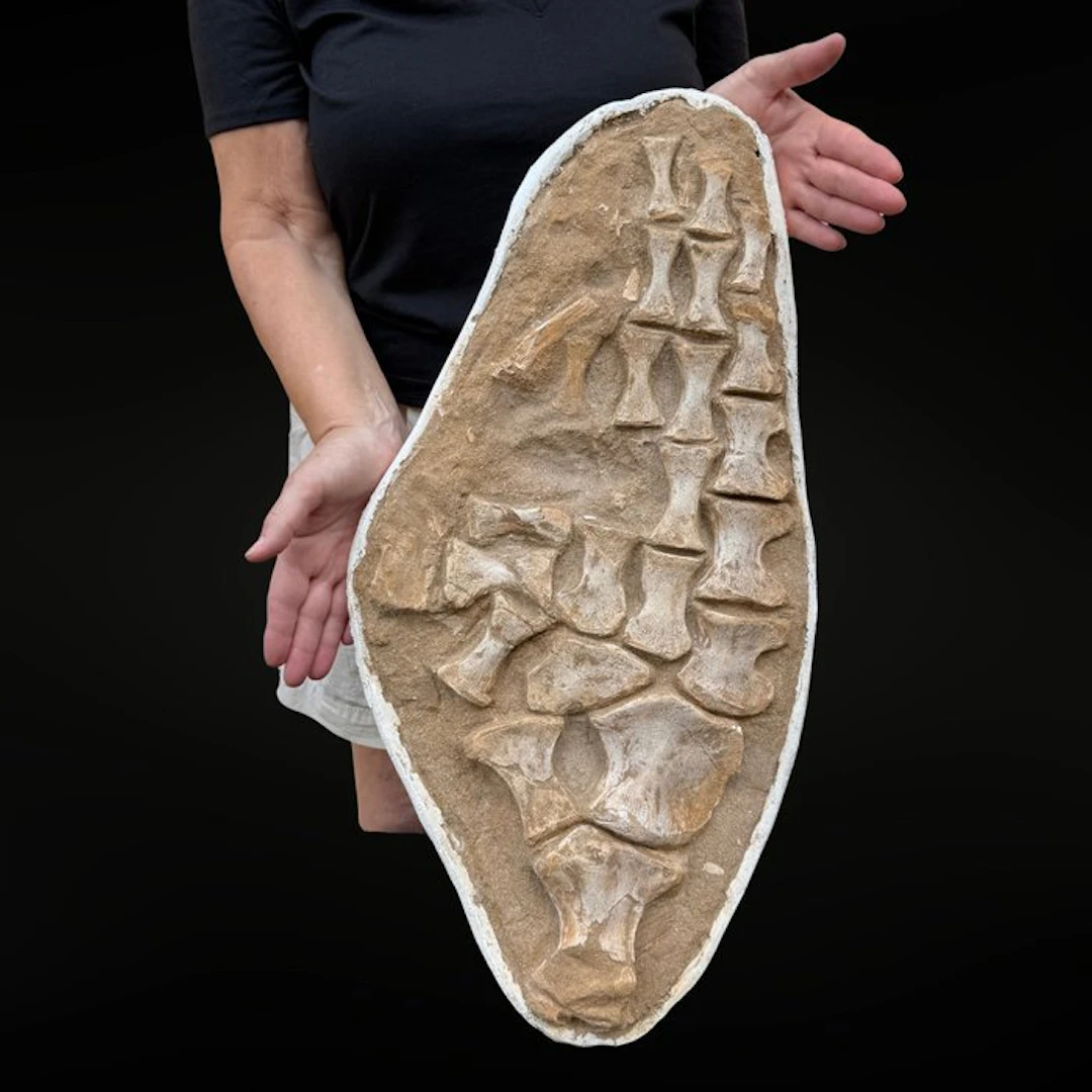 Mosasaur fin on its matrix – Authentic natural fossil...