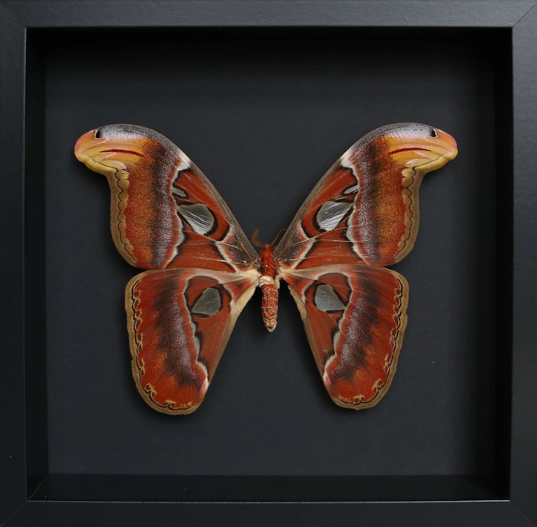 Butterfly Taxidermy full body mount - Attacus atlas - 23...