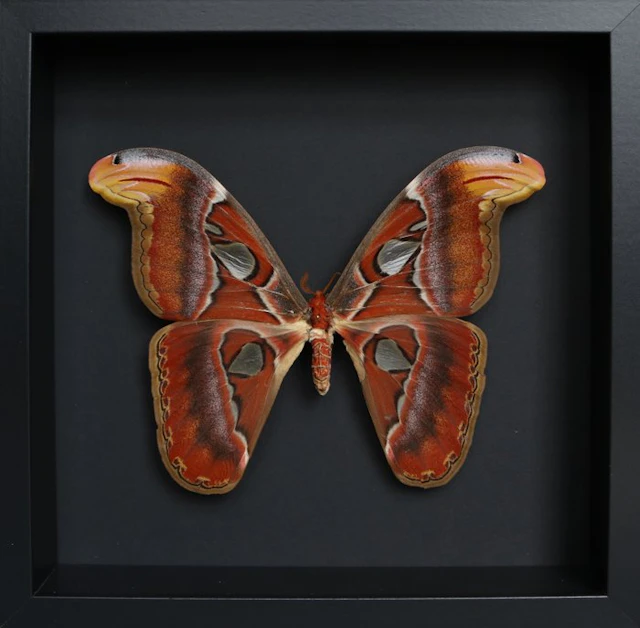 Butterfly Taxidermy full body mount - Attacus atlas - 23...