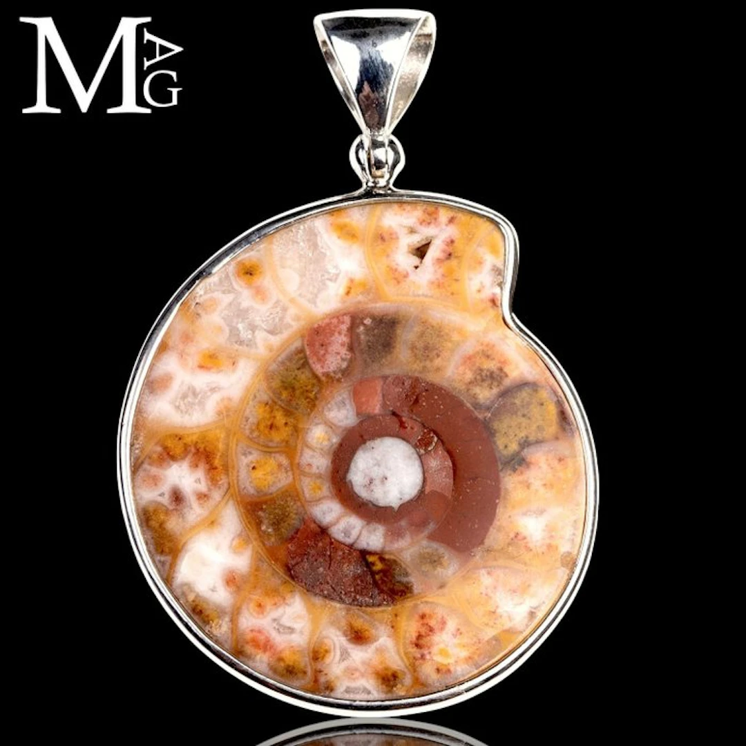 Fossil Ammonite - Metalegoceras Hudsoni A Jurassic...