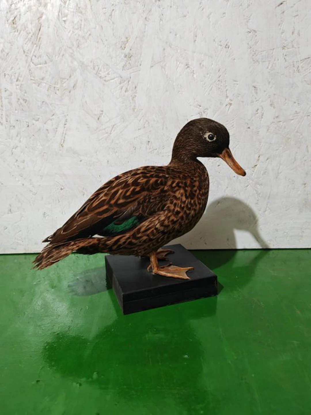 Laysan teal Taxidermy full body mount - Anas laysanensis...