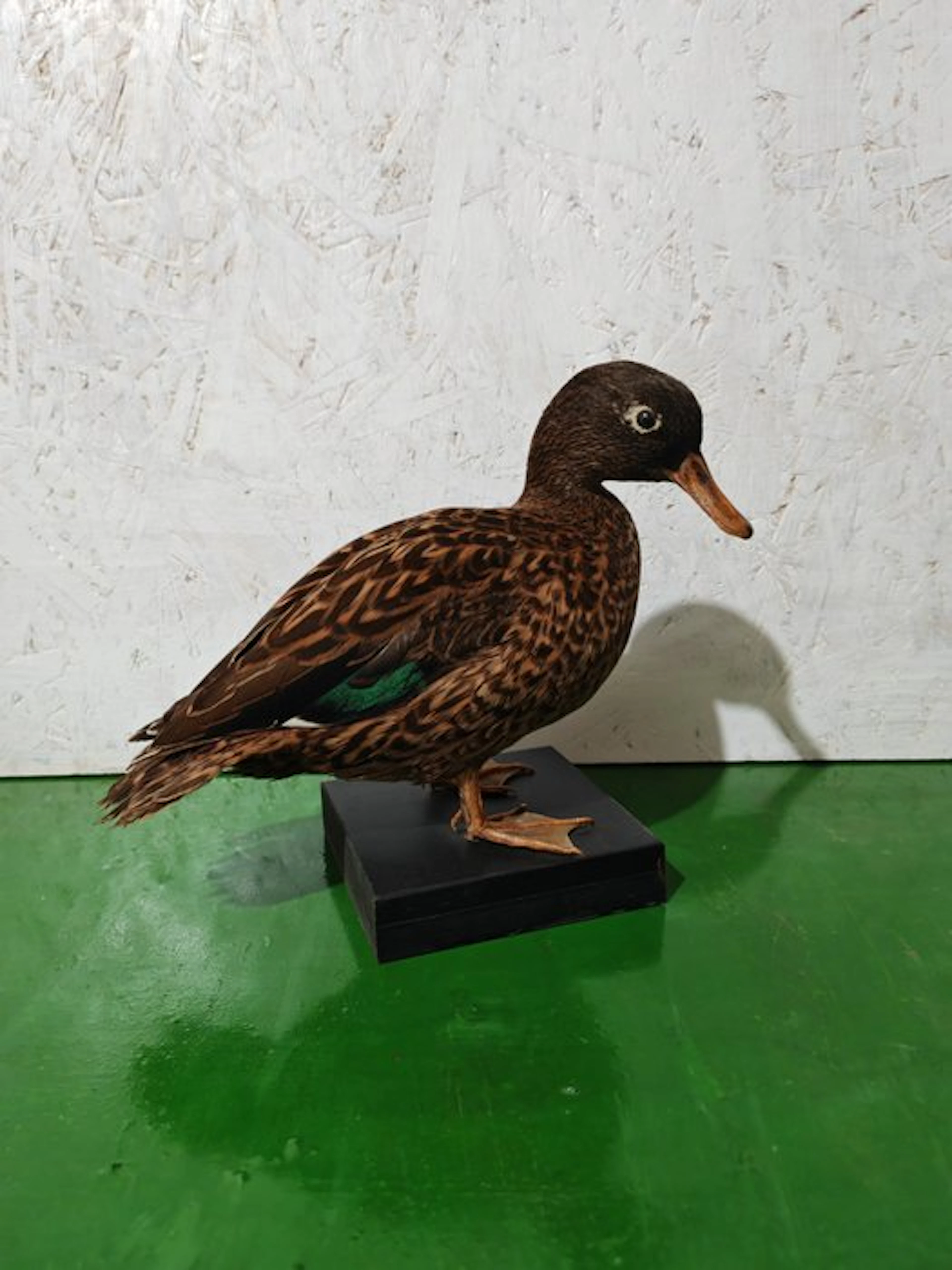 Laysan teal Taxidermy full body mount - Anas laysanensis...