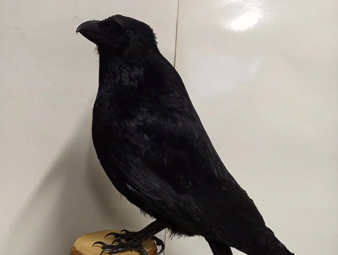 Carrion Crow Taxidermy full body mount - Corvus corone...