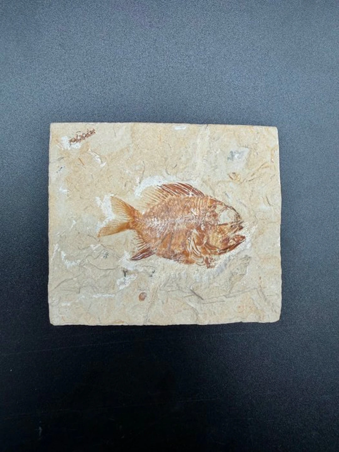 Fish - Fossilised articulated skeleton - Stichocentrus sp...