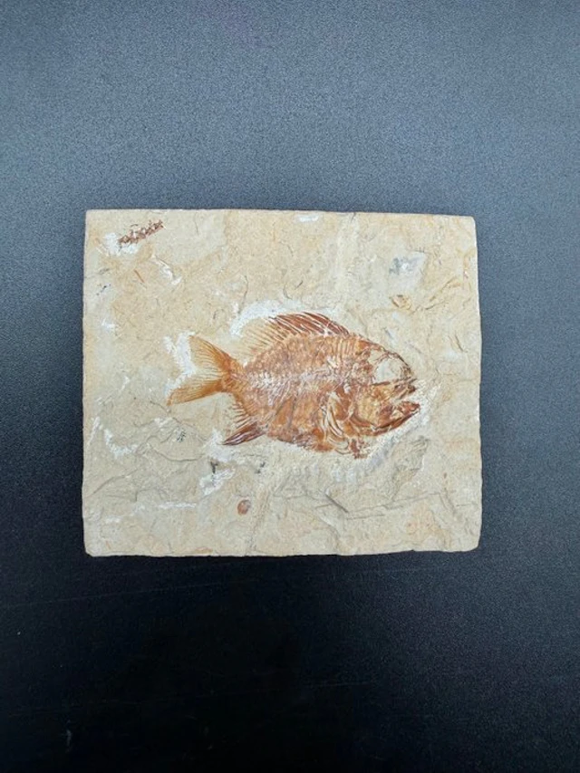 Fish - Fossilised articulated skeleton - Stichocentrus sp - 9 cm - 10 cm