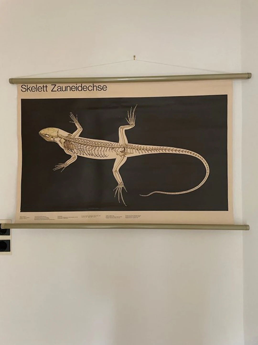 Steffen Faust - Druckkombinat Berlin - Skelett Zauneidechse - 1980s