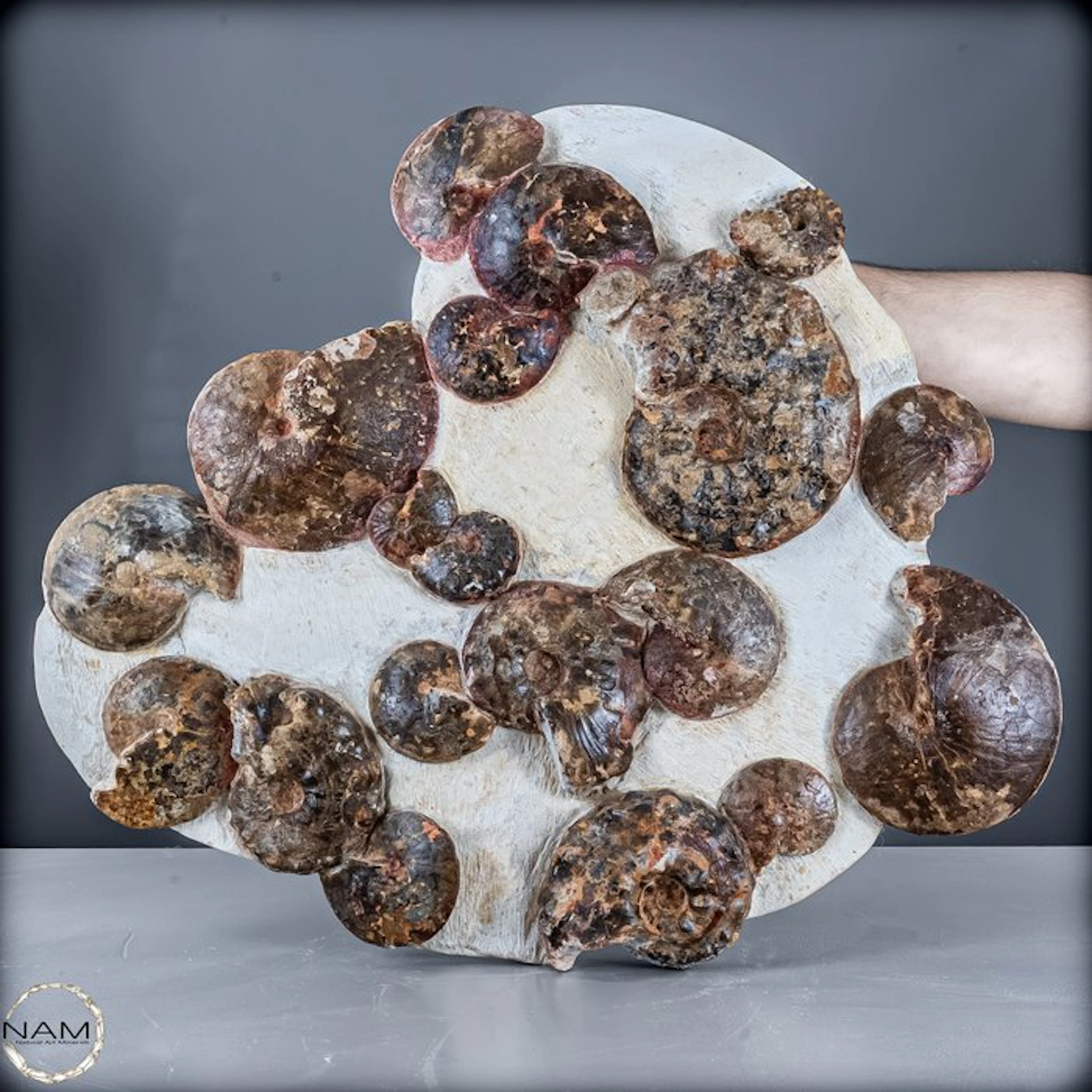 Impressive ammonite slab with numerous fossil ammonites –...