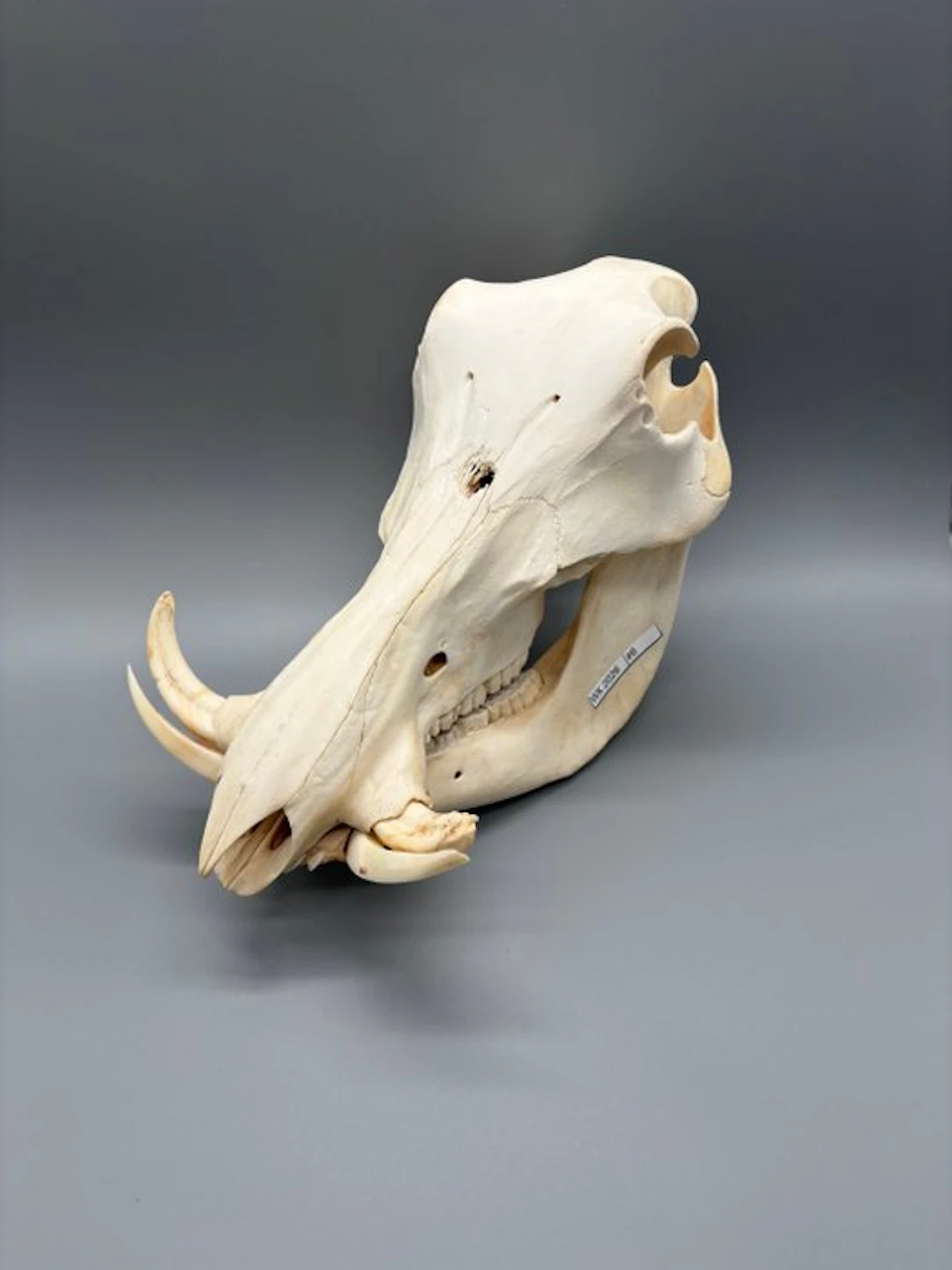 Warthog Mammal skull - Phacochoerus africanus - 22 cm - 19 cm - 24 cm - (1)