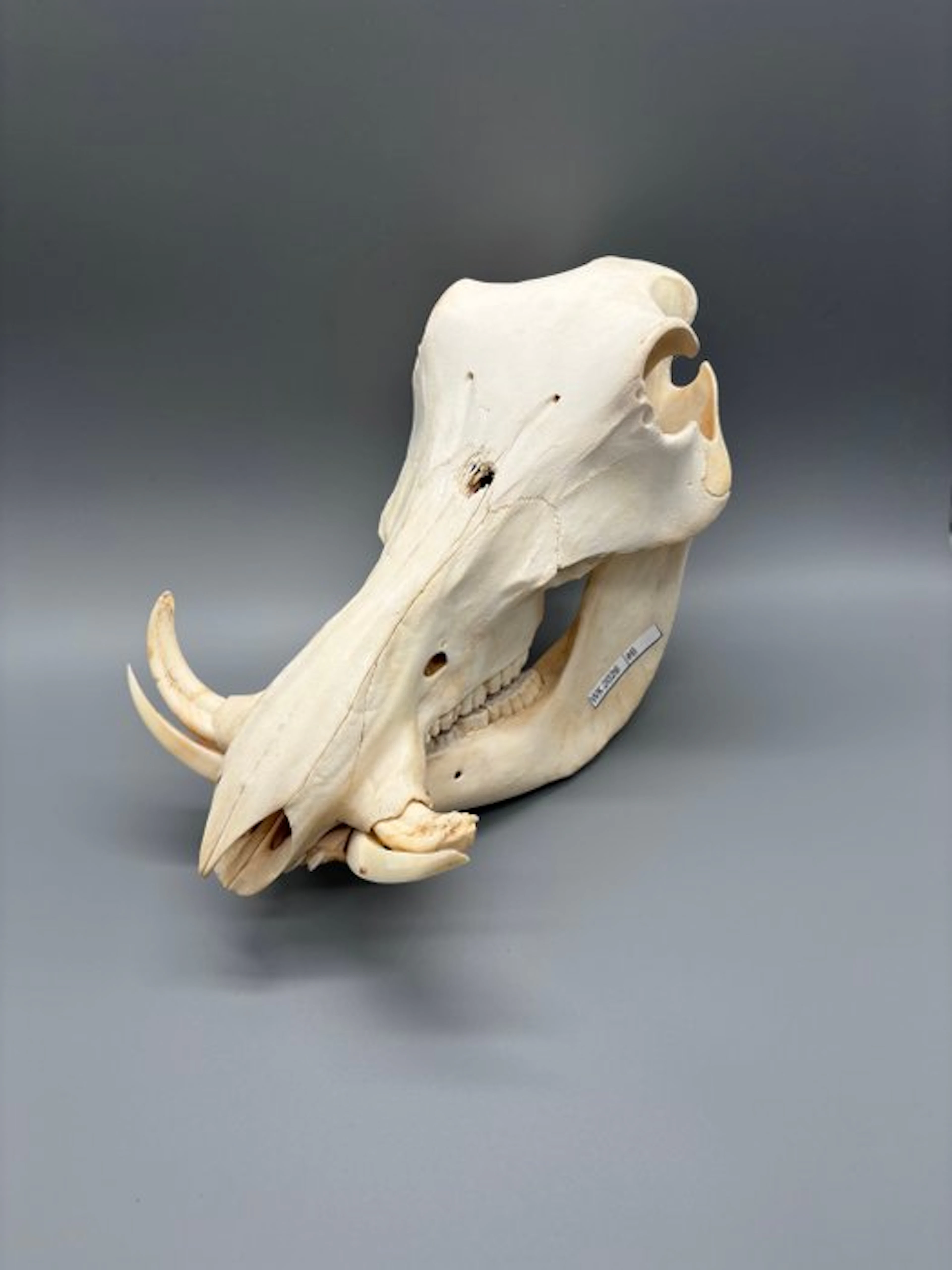 Warthog Mammal skull - Phacochoerus africanus - 22 cm - 19 cm - 24 cm - (1)