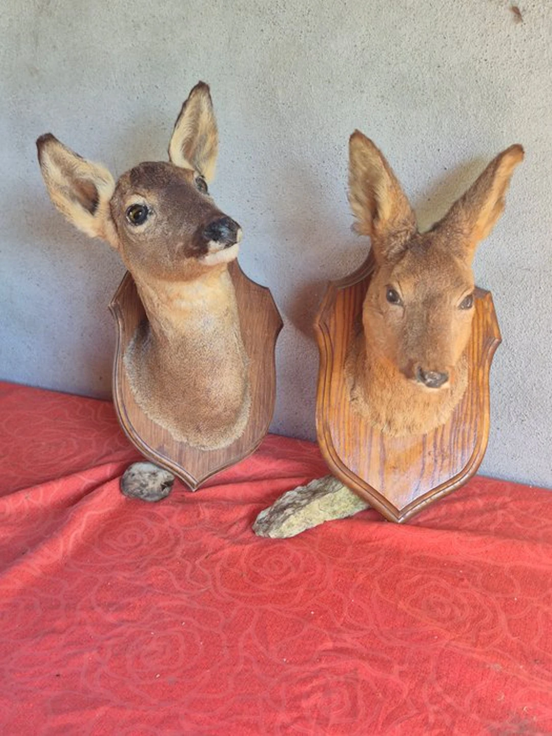 Roebuck Taxidermy wall mount - Capreolus capreolus - 2...