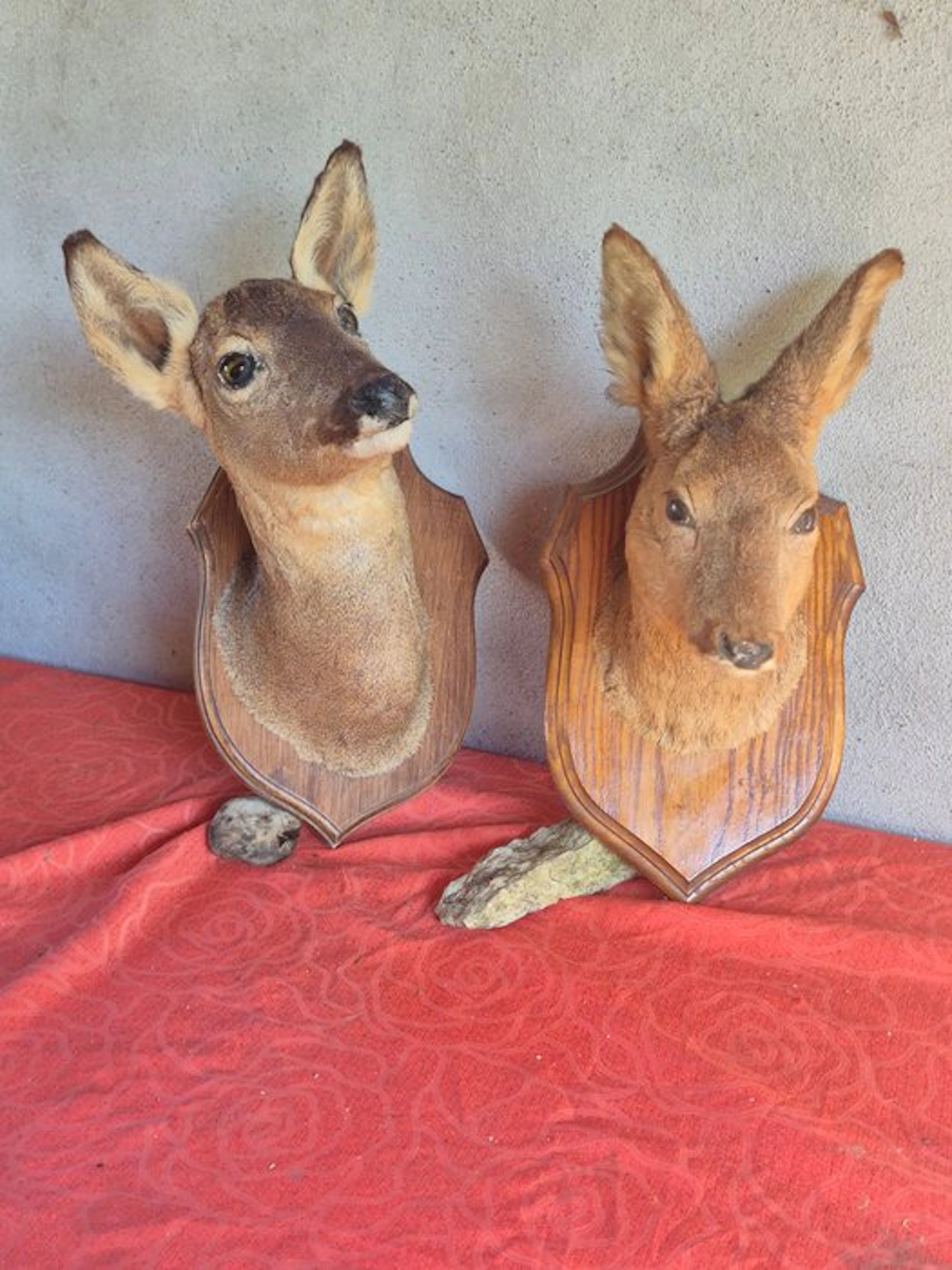 Roebuck Taxidermy wall mount - Capreolus capreolus - 2...