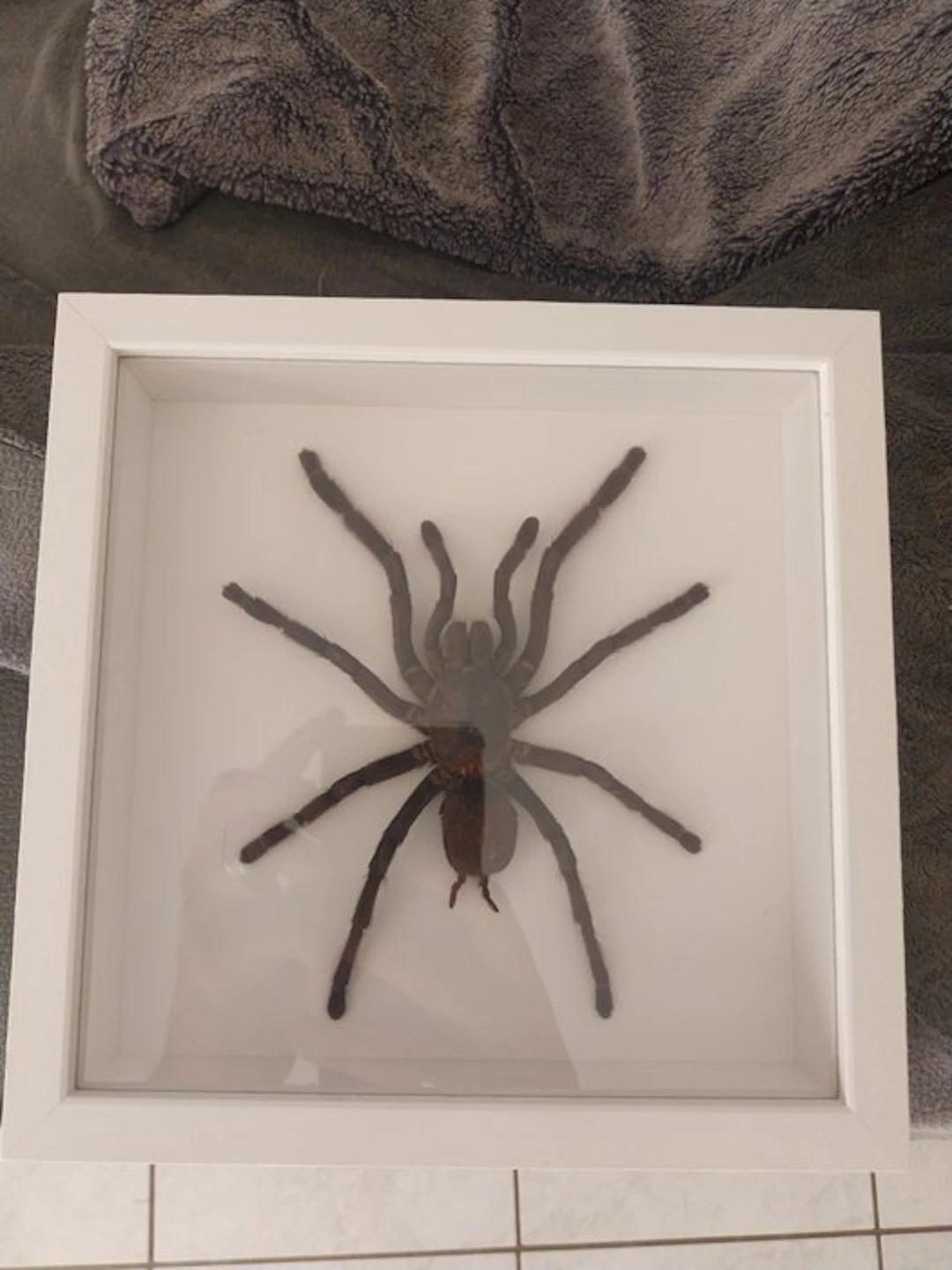 Spider Taxidermy full body mount - Cyriopagopus minax...