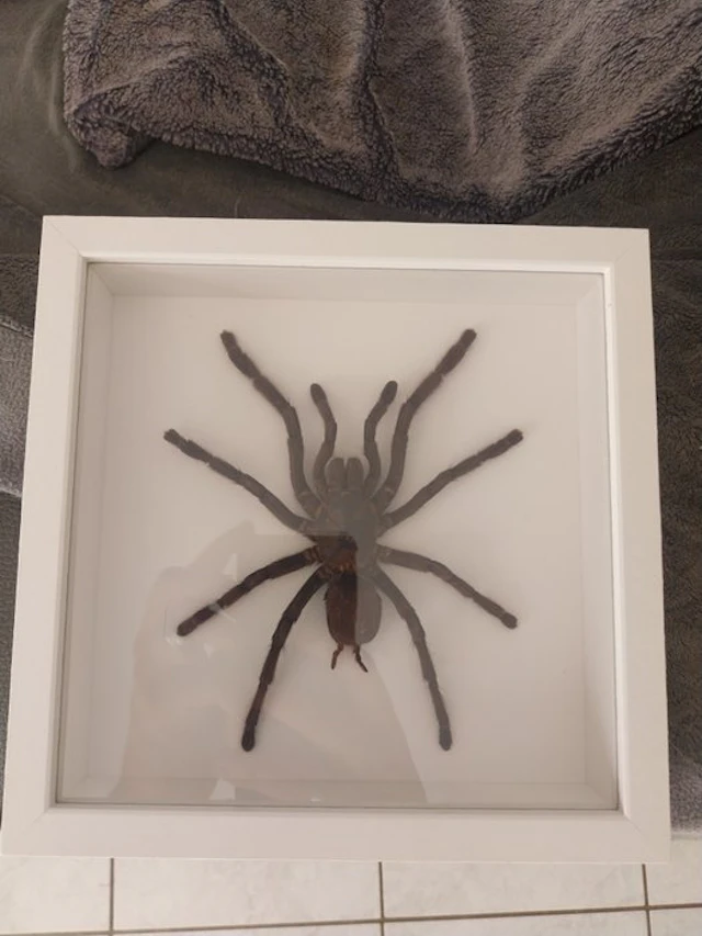 Spider Taxidermy full body mount - Cyriopagopus minax...