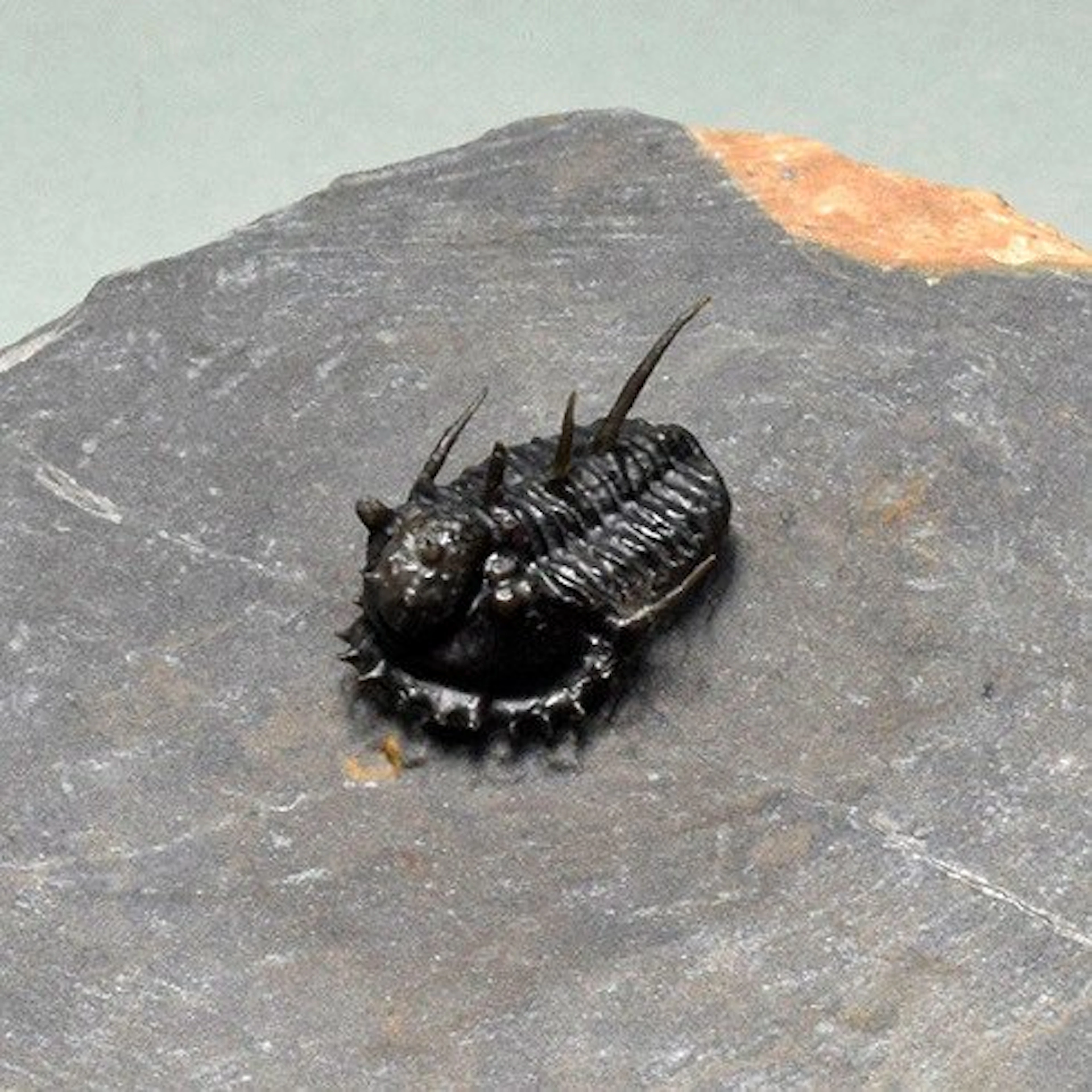 Spiny Trilobite - Fossilised animal - Otarionella lkomalii