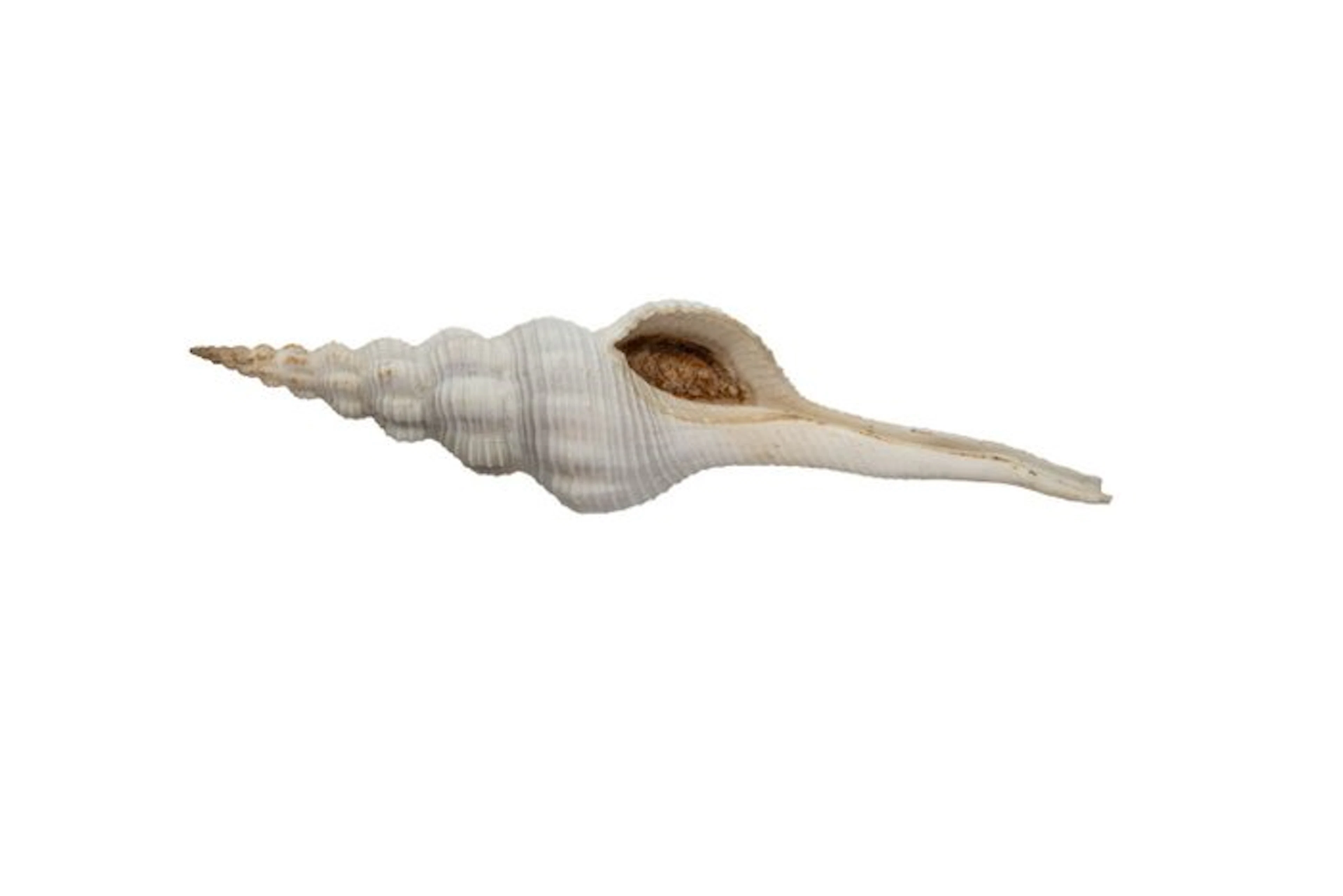 Top collectible piece: Apertifusus caparti (Fusinus...
