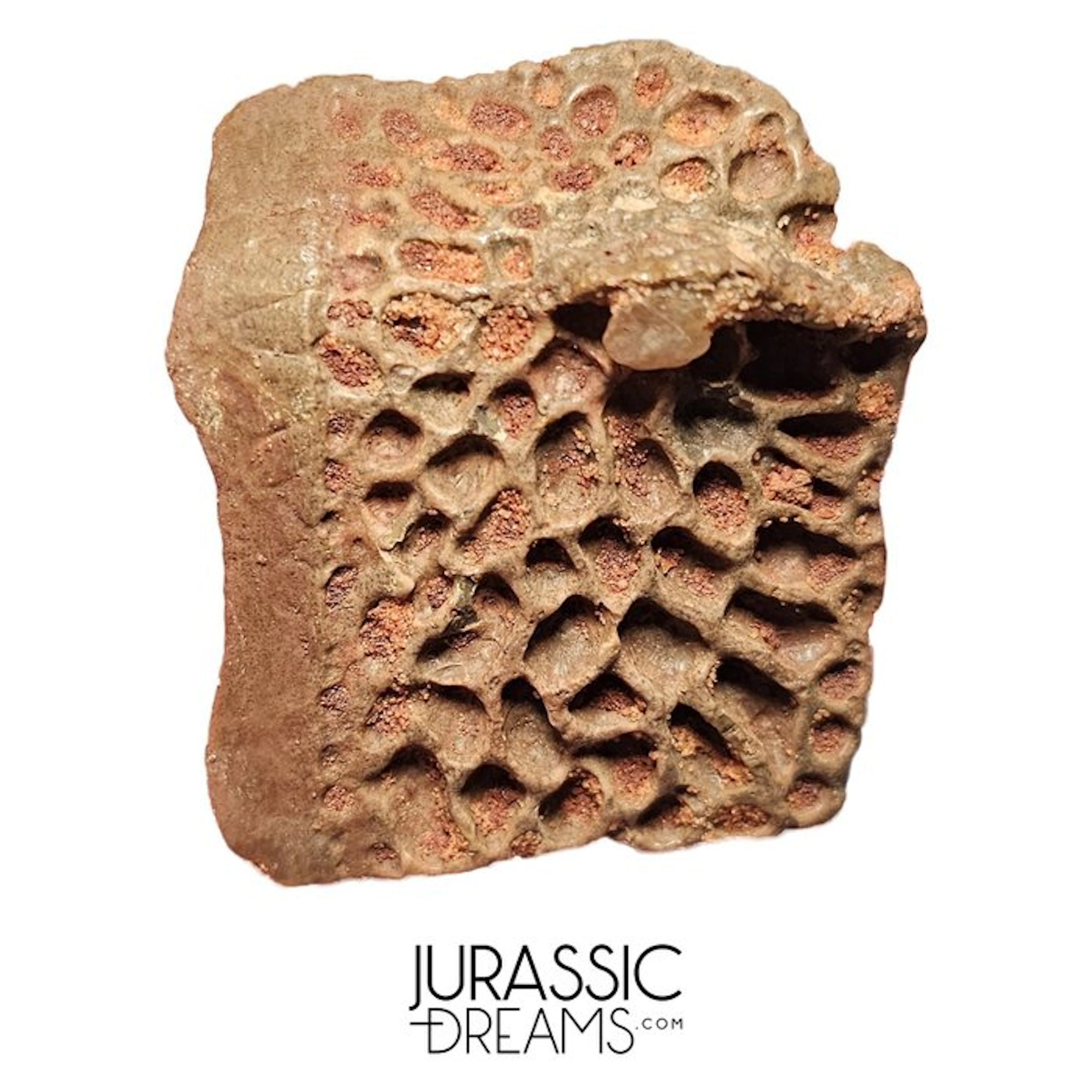 Nicely Preserved Crocodile Dermal Scute Bone - Cretaceous...