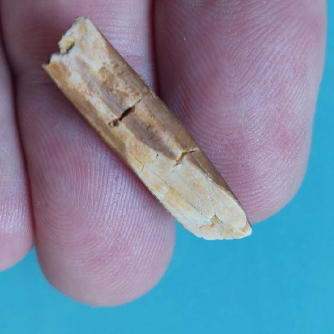 Rare tooth from Rebbachisaurus