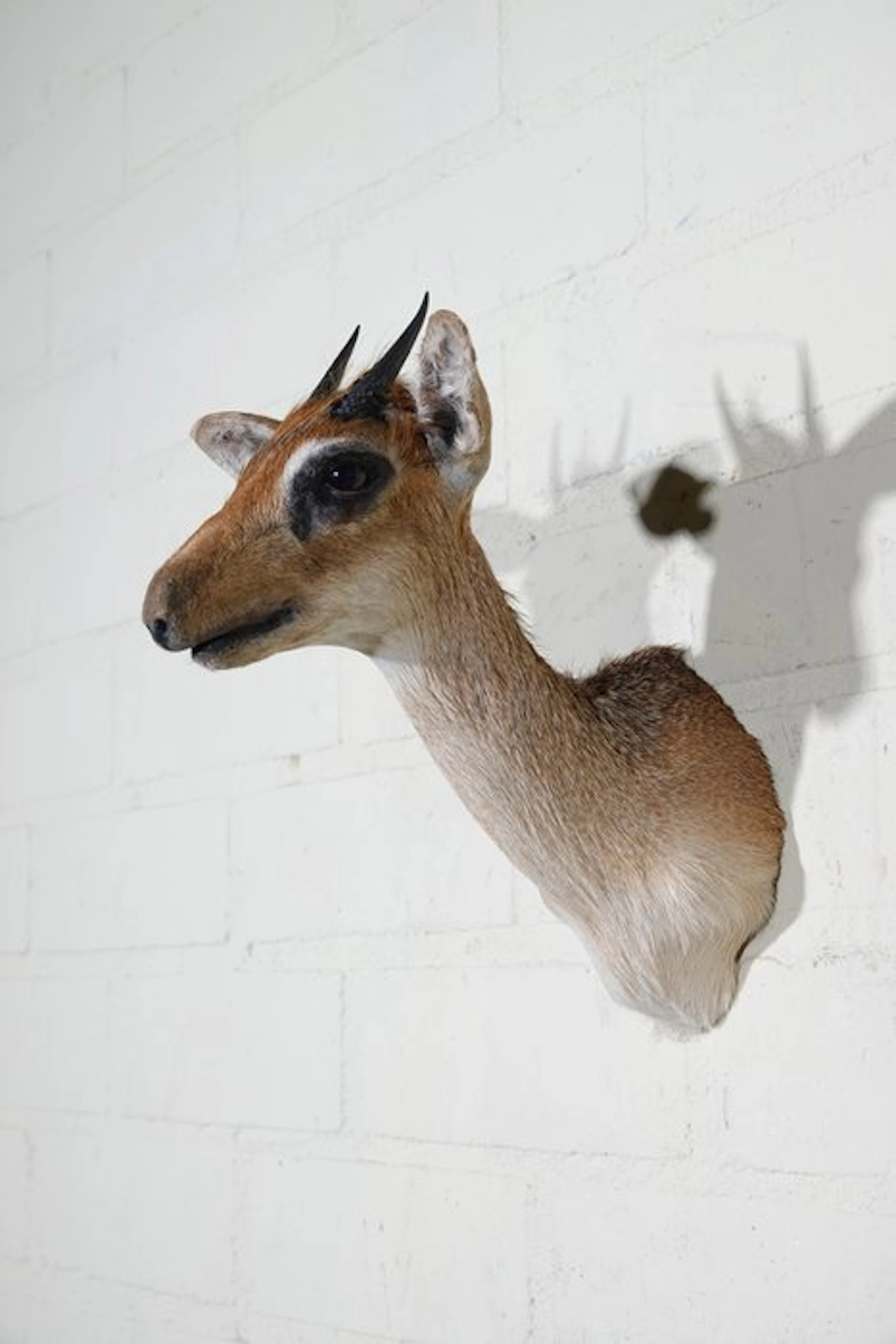 Dik-dik Taxidermy wall mount - Madoqua kirkii - 17 cm - 25 cm - 27 cm - 1