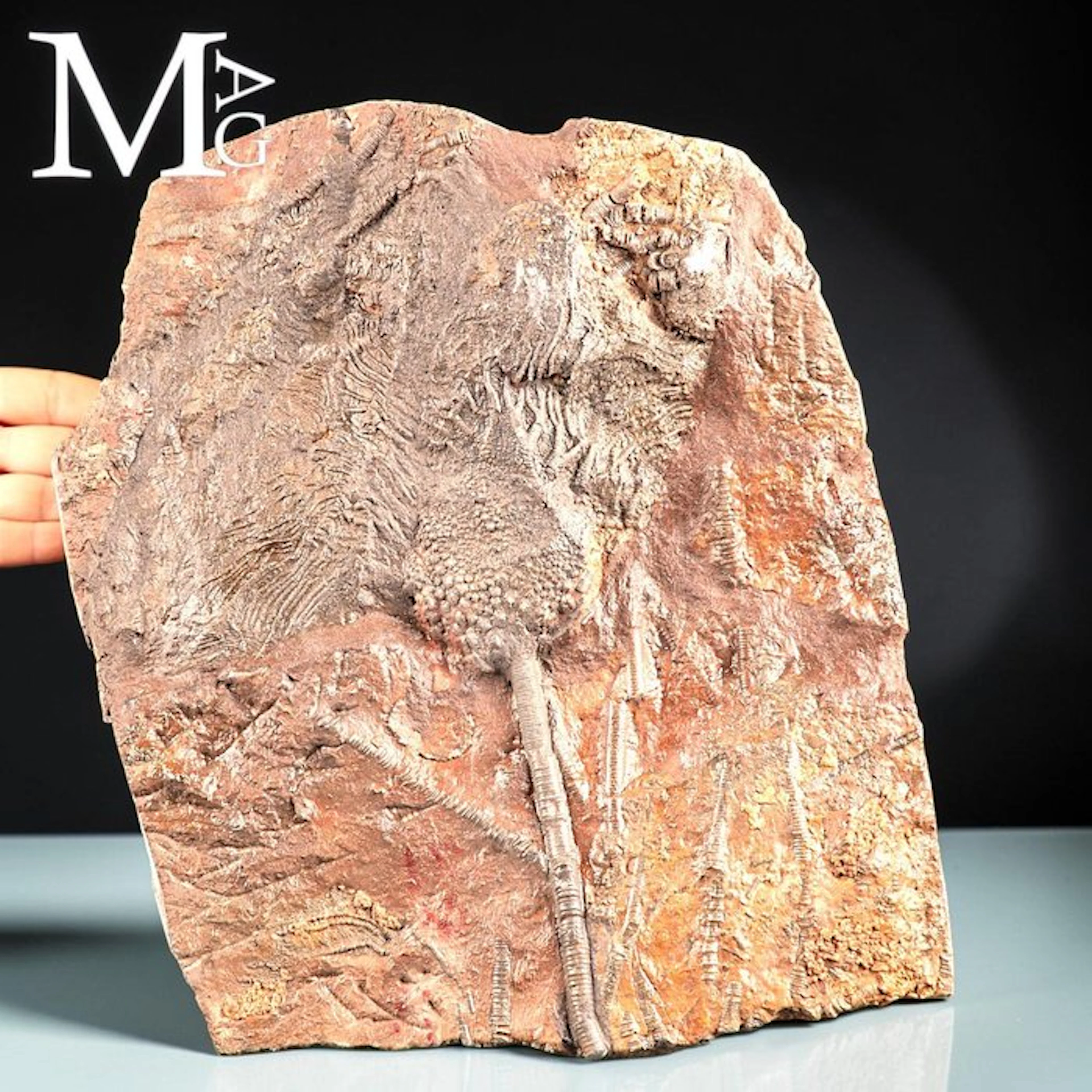 Crinoid Fossil Specimen Slab - Scyphocrinites Elegans...