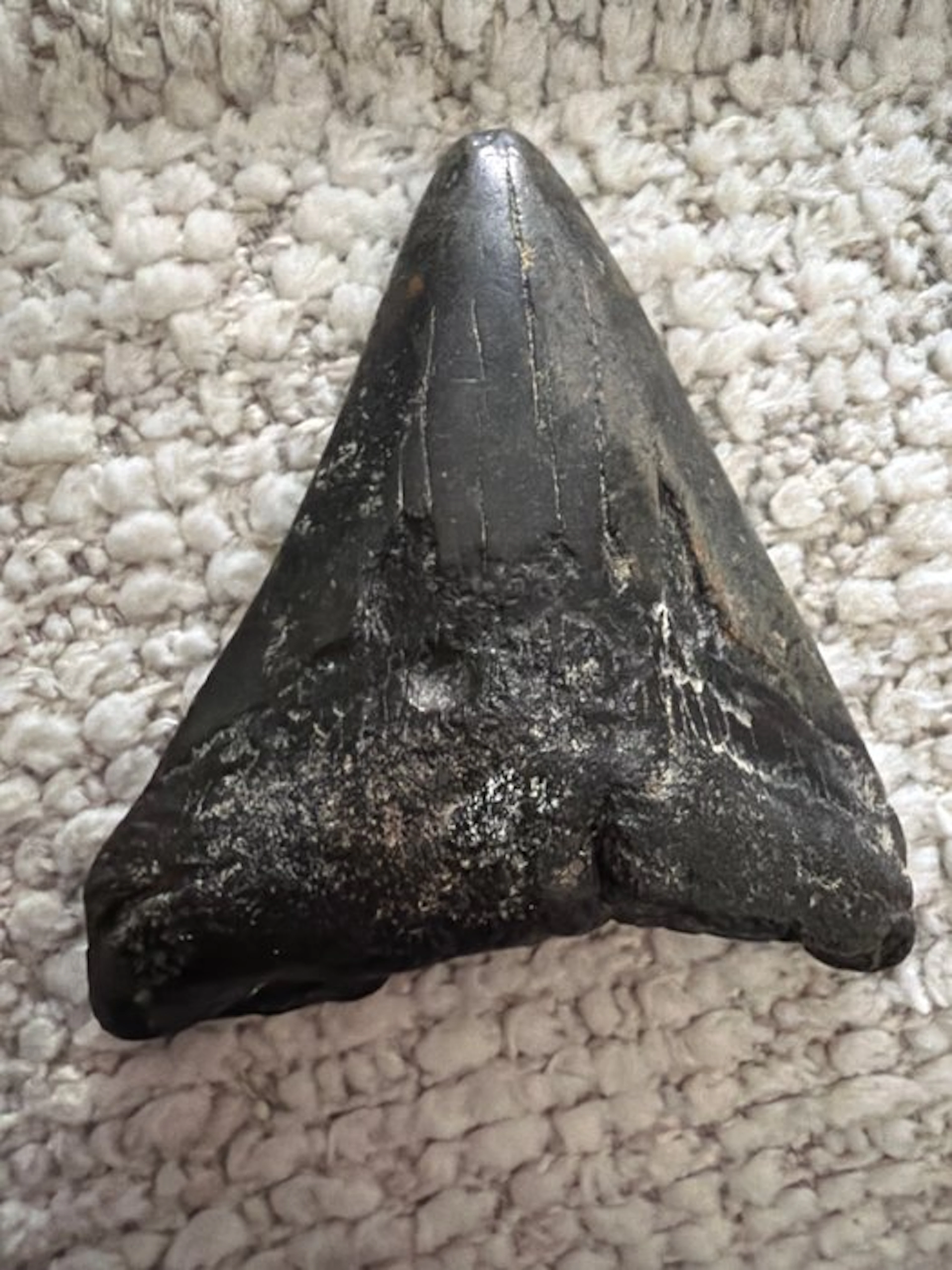 Megalodon - Fossil tooth - 6.8 cm - 6.5 cm (No reserve price)