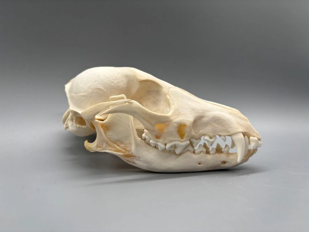 Black-backed Jackal Skull - Lupulelella mesomelas - 7 cm...