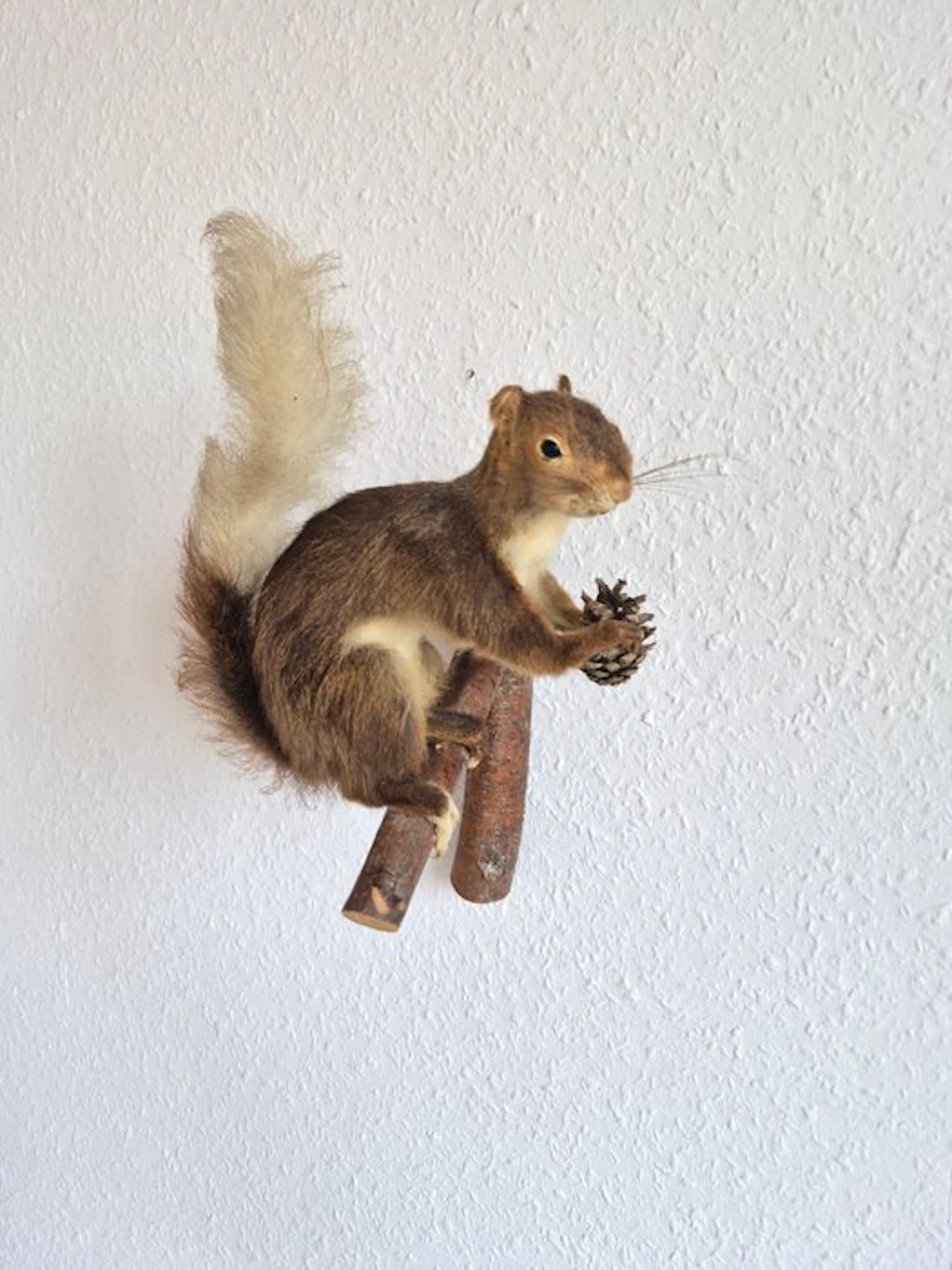 Squirrel with a pine cone Taxidermy full body mount...